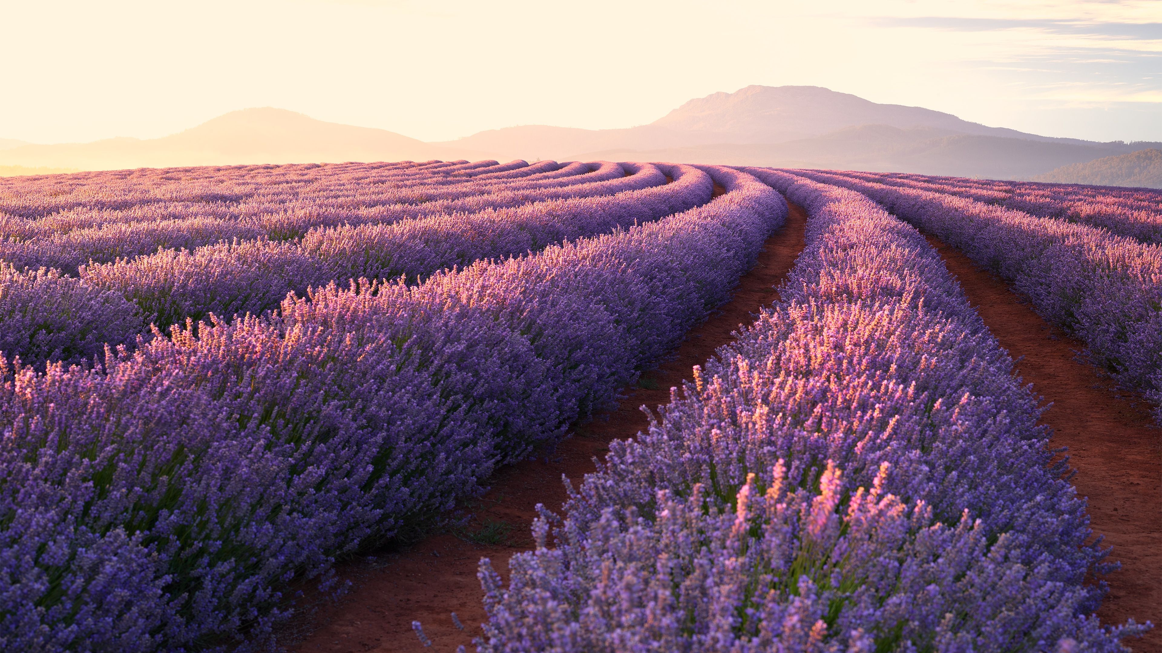 A lavender field with a dirt path in the middle and mountains in the background. - Farm