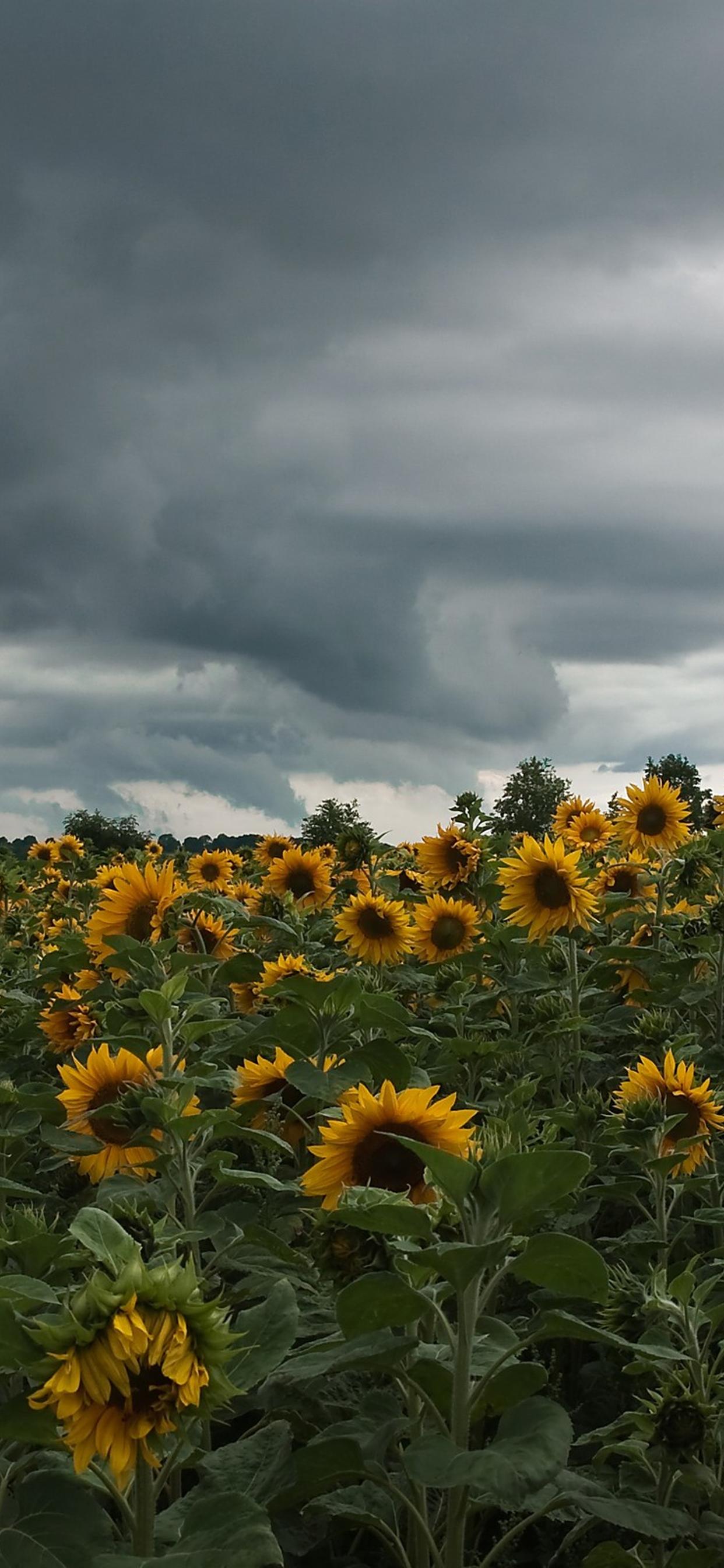A field of sunflowers under an ominous sky - Farm