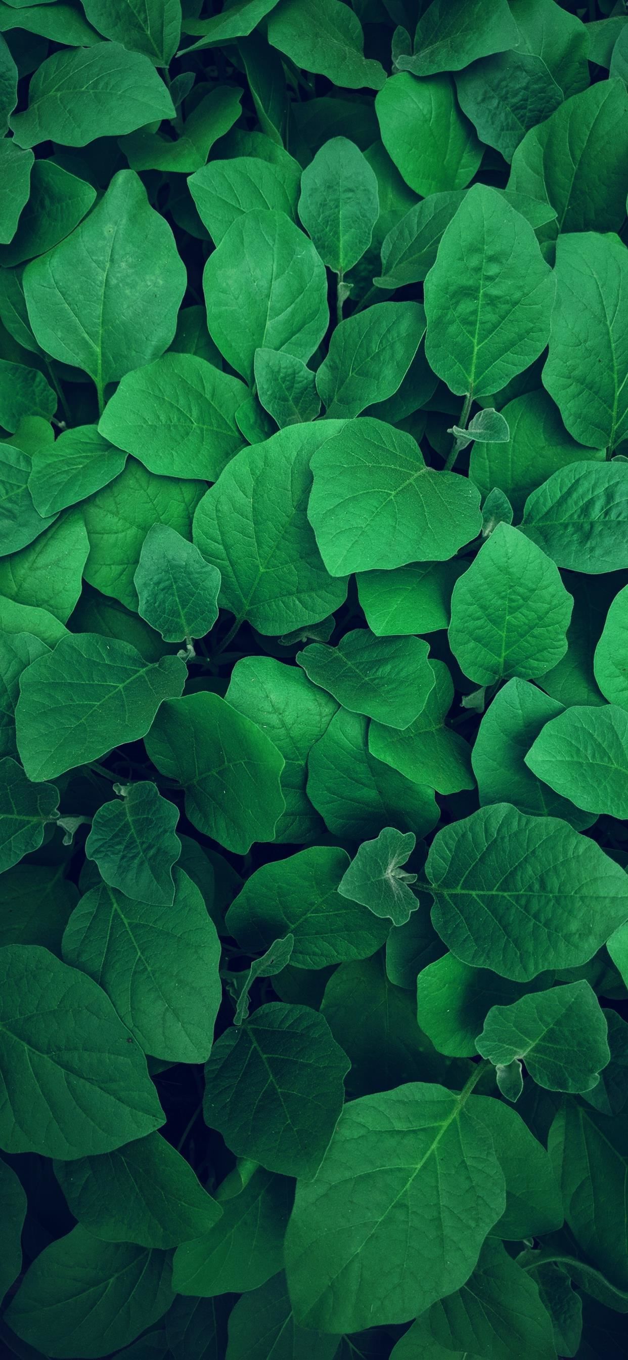 Green leaves wallpaper for your iPhone X from Everpix - Farm