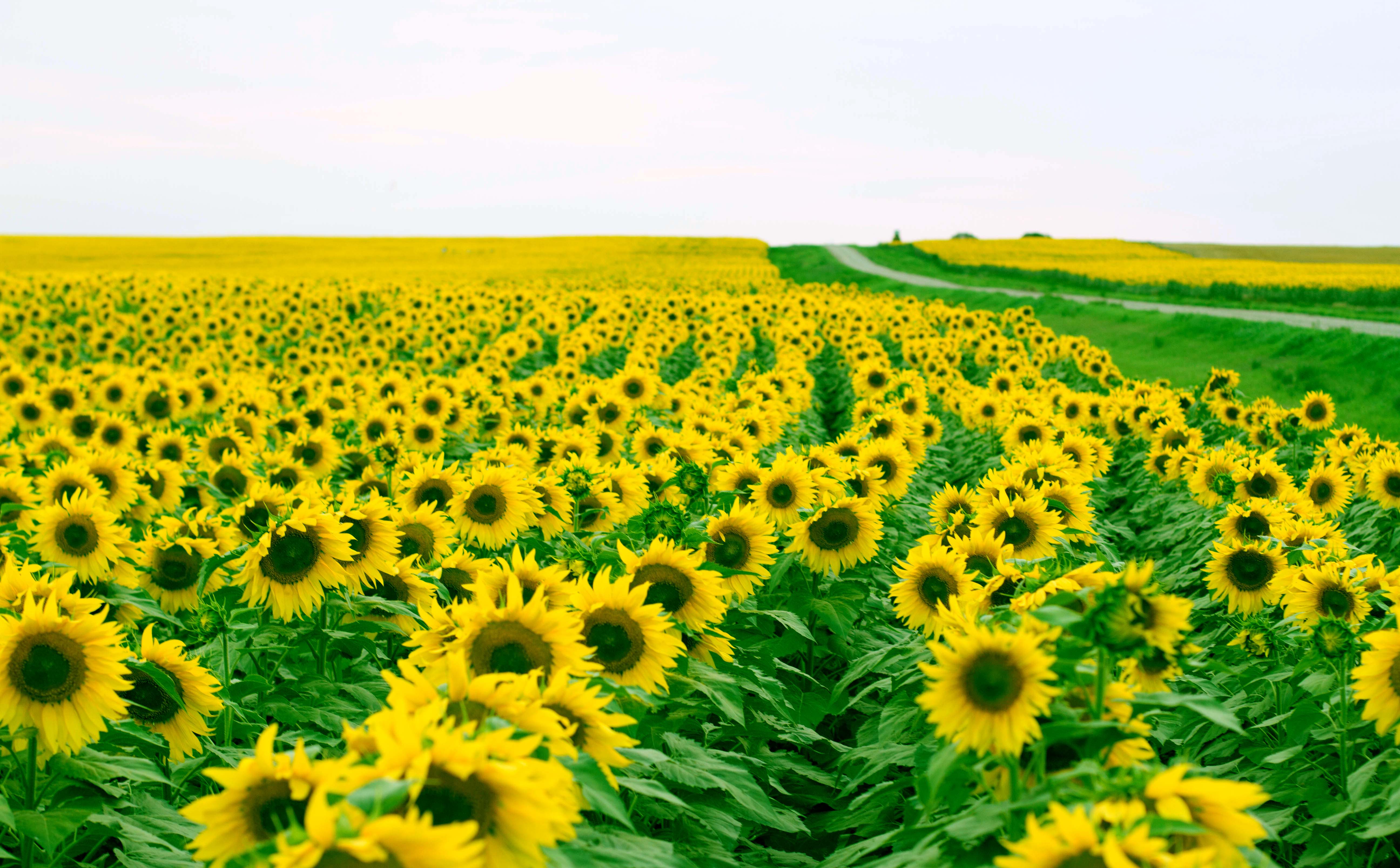 A large field of sunflowers with some green grass - Farm