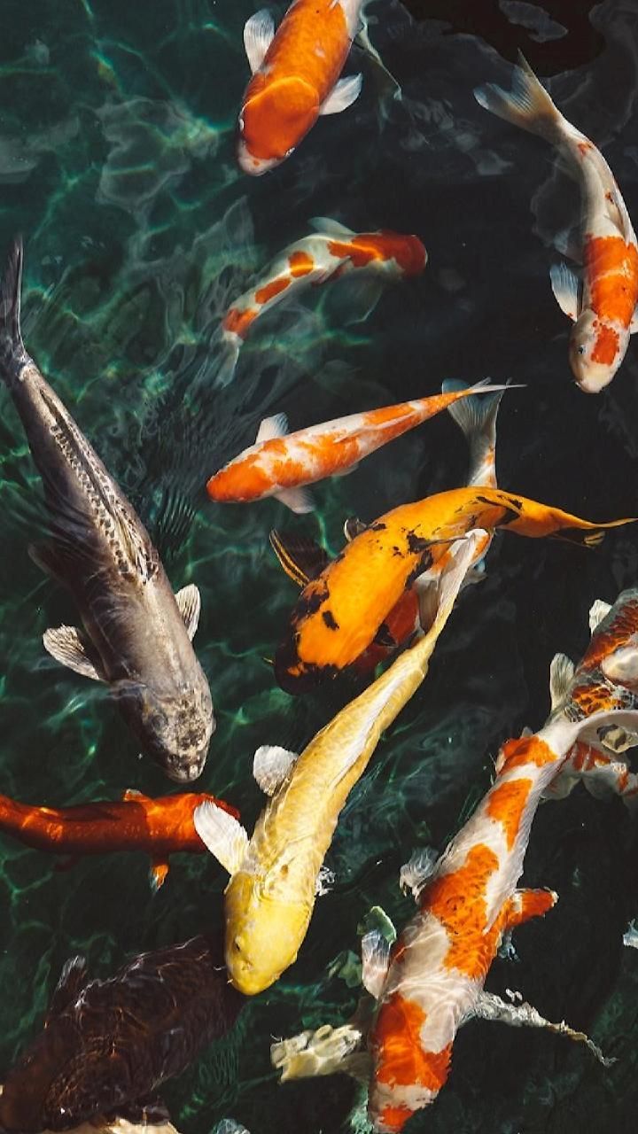 Download Koi fish Wallpaper by georgekev now. Browse millions of popular fish Wallpape. Koi wallpaper, Fish wallpaper iphone, Fish wallpaper