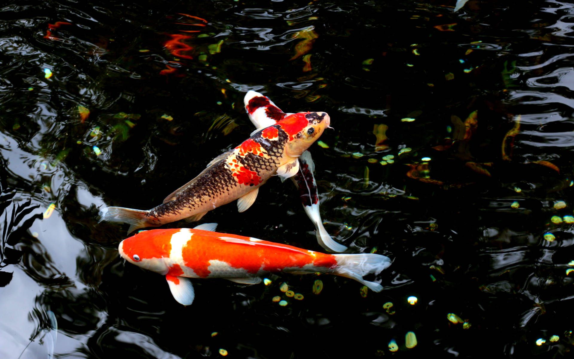 A couple of fish swimming in the water - Koi fish