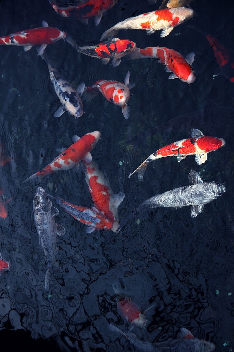 Koi Fish Image. Free HD Background, PNGs, Vectors & Illustrations