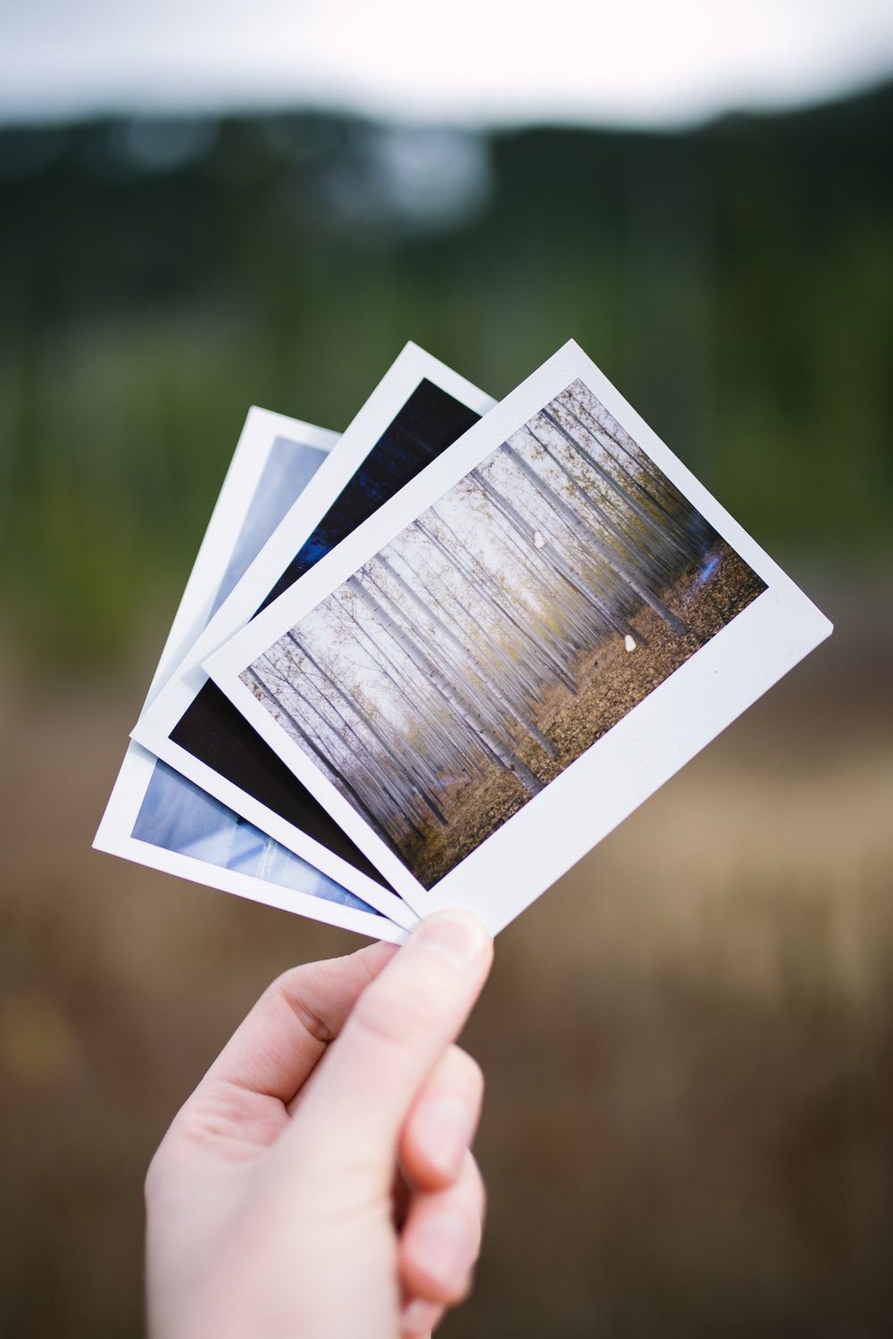 Person holding polaroid photos of trees in a forest - Polaroid