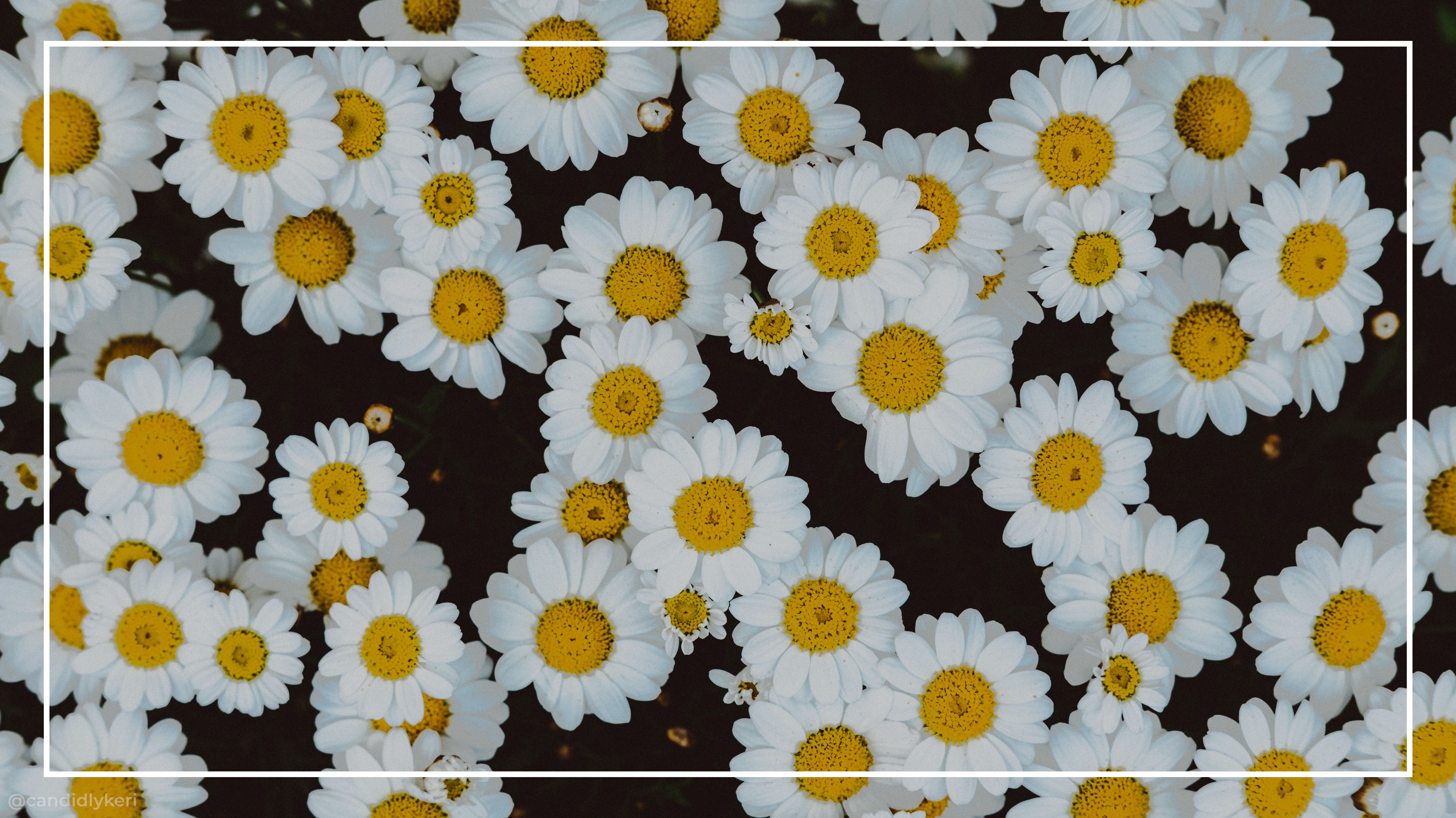 Aesthetic Flower Desktop Wallpaper