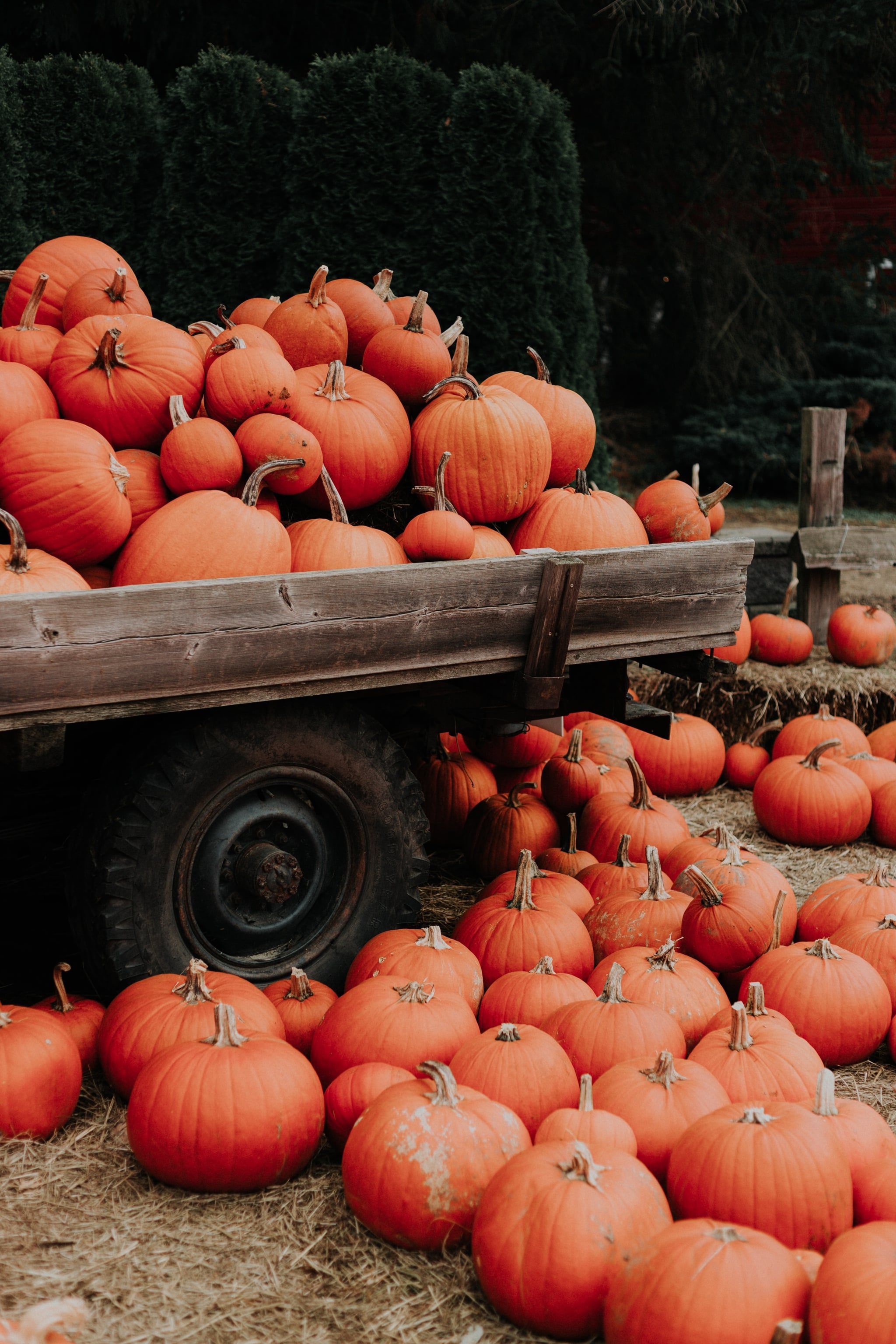 A wooden cart piled high with pumpkins. - Cozy, fall, iPhone, pumpkin, photography, vintage fall, cool, fall iPhone, October, warm, cute fall