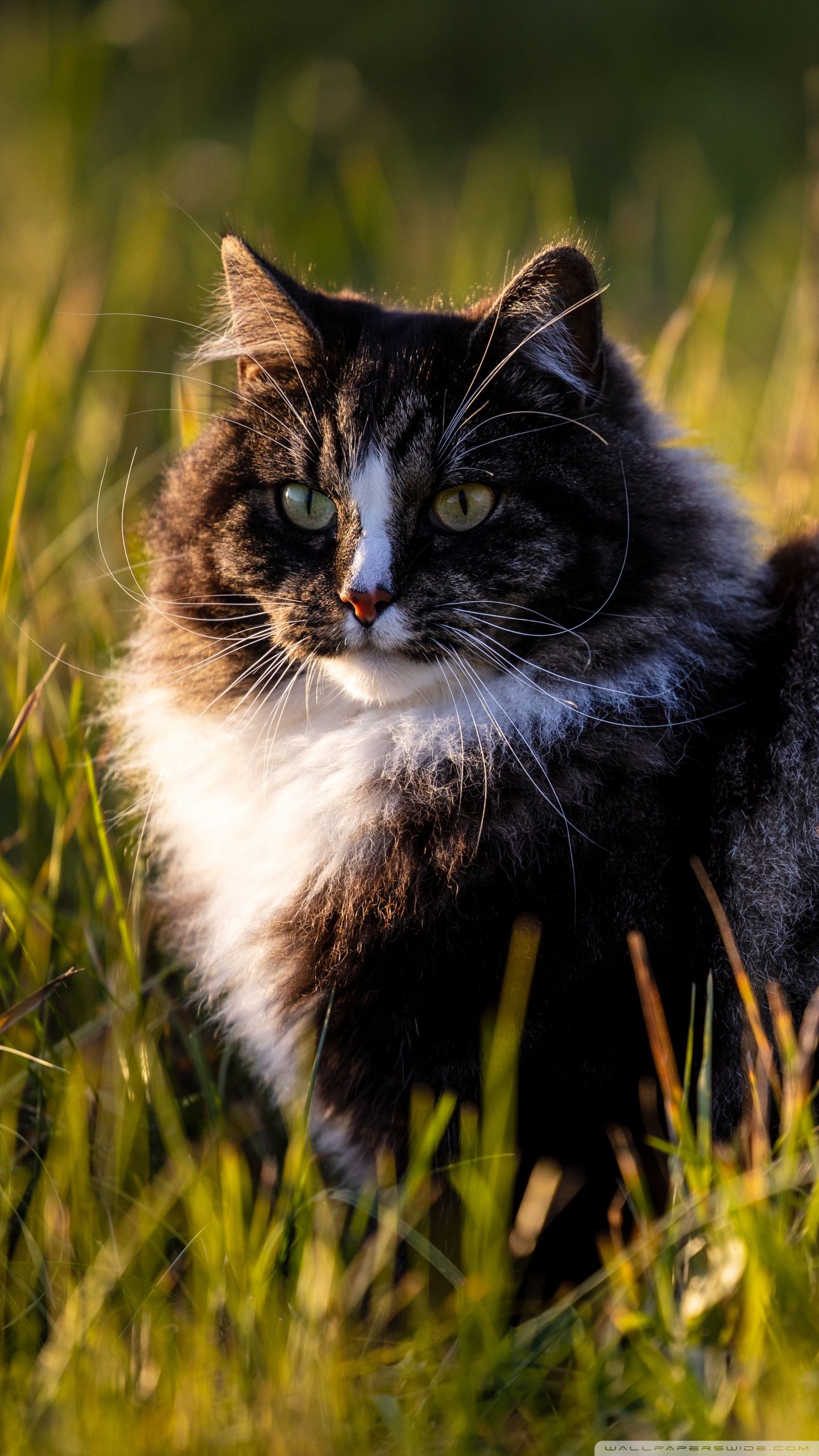 A black and white cat sitting in the grass. - Cat