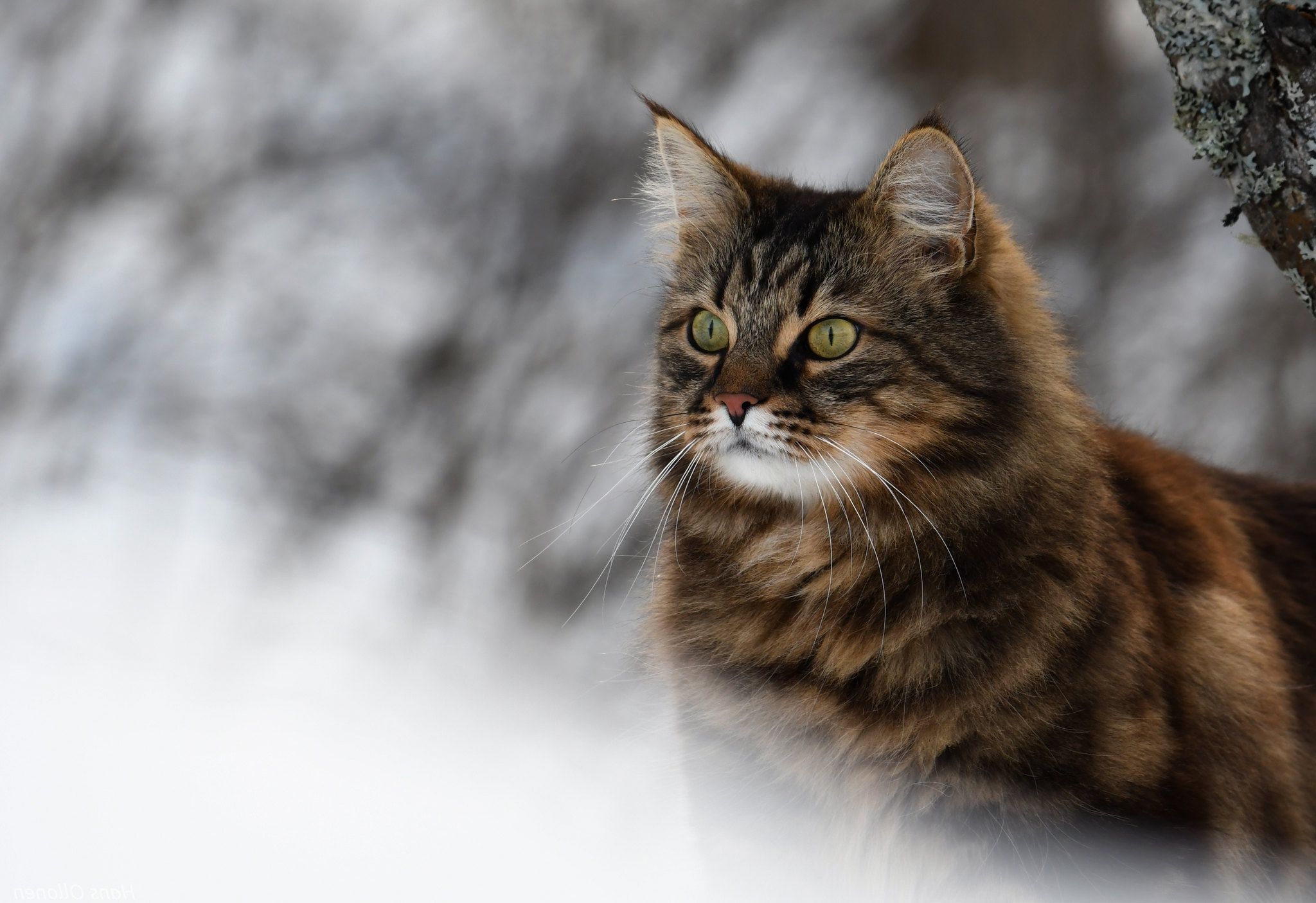 A cat with green eyes sitting in the snow. - Cat