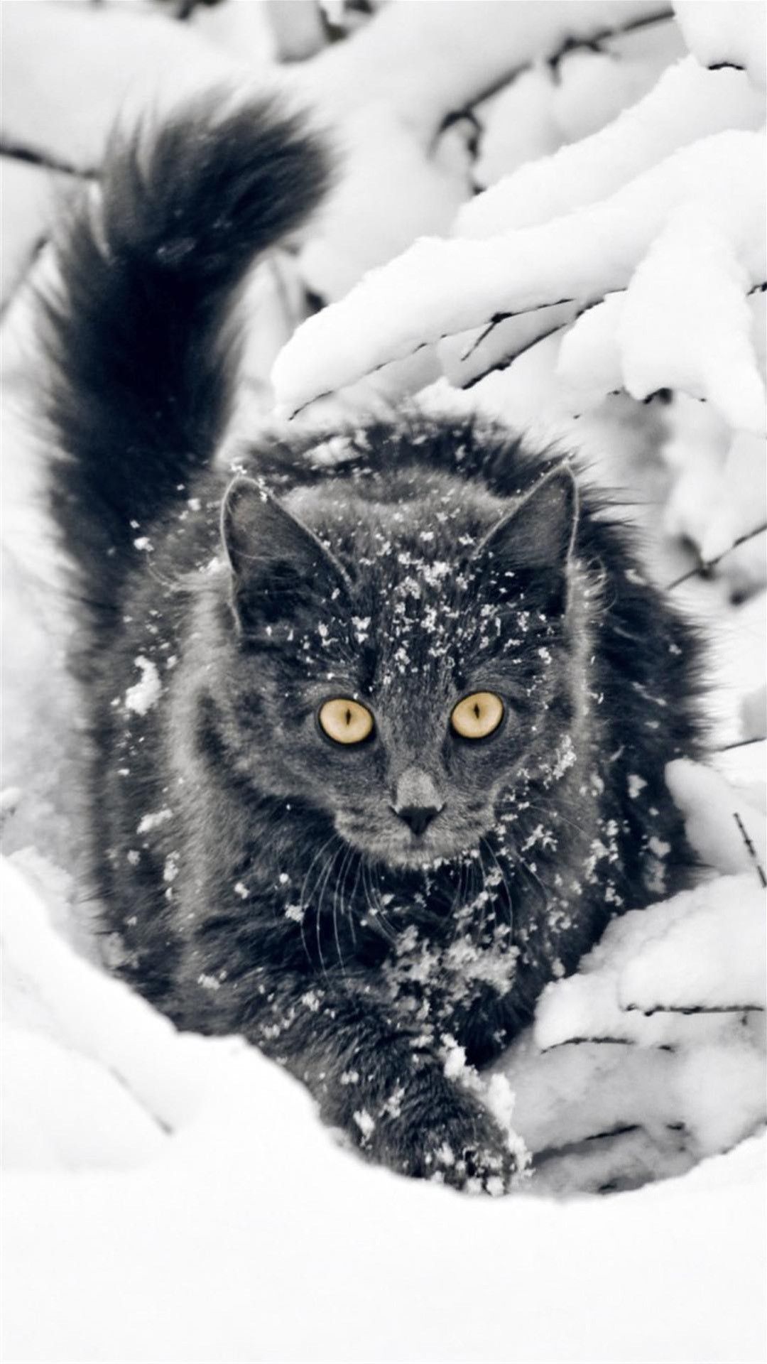 A black cat is sitting in the snow - Cat