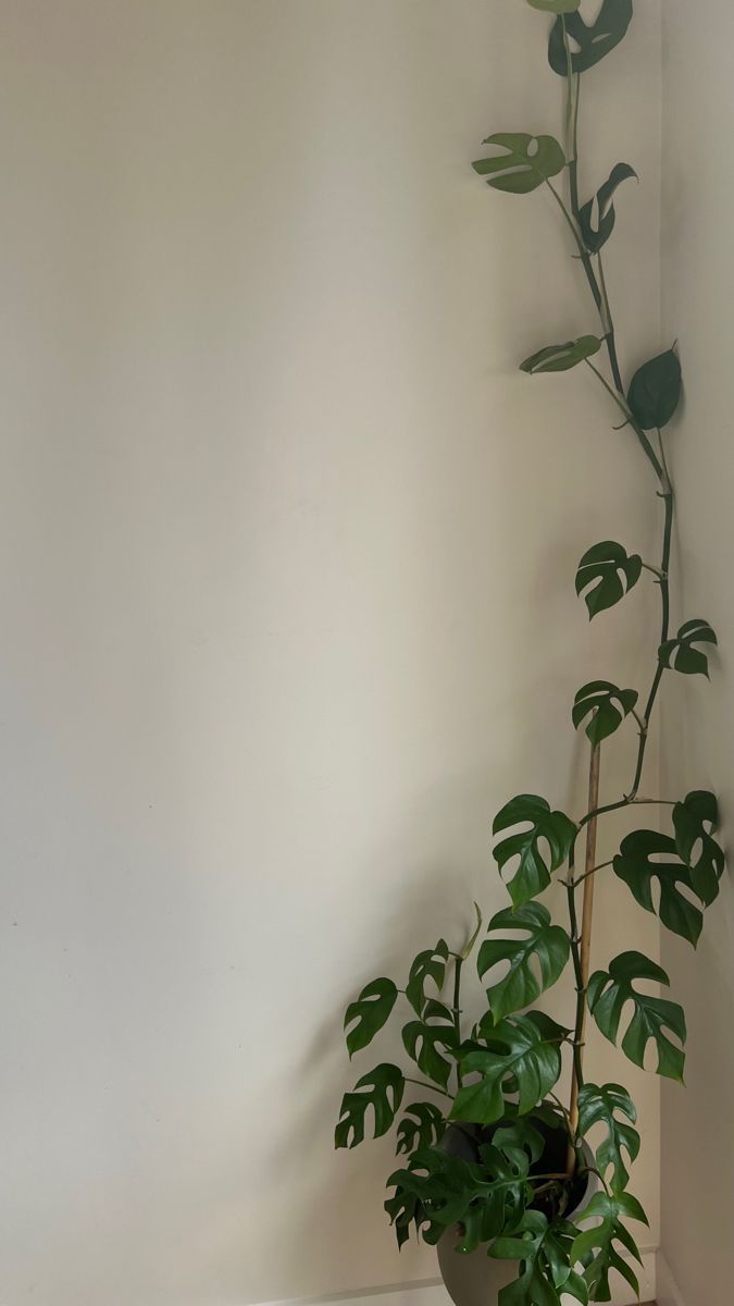 A monstera deliciosa plant in a corner of a room. - Clean