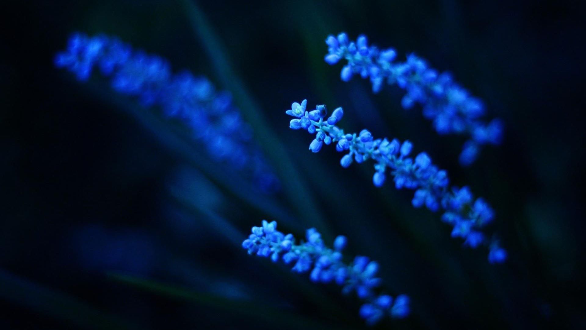 Blue flowers in the dark. - Dark blue, navy blue