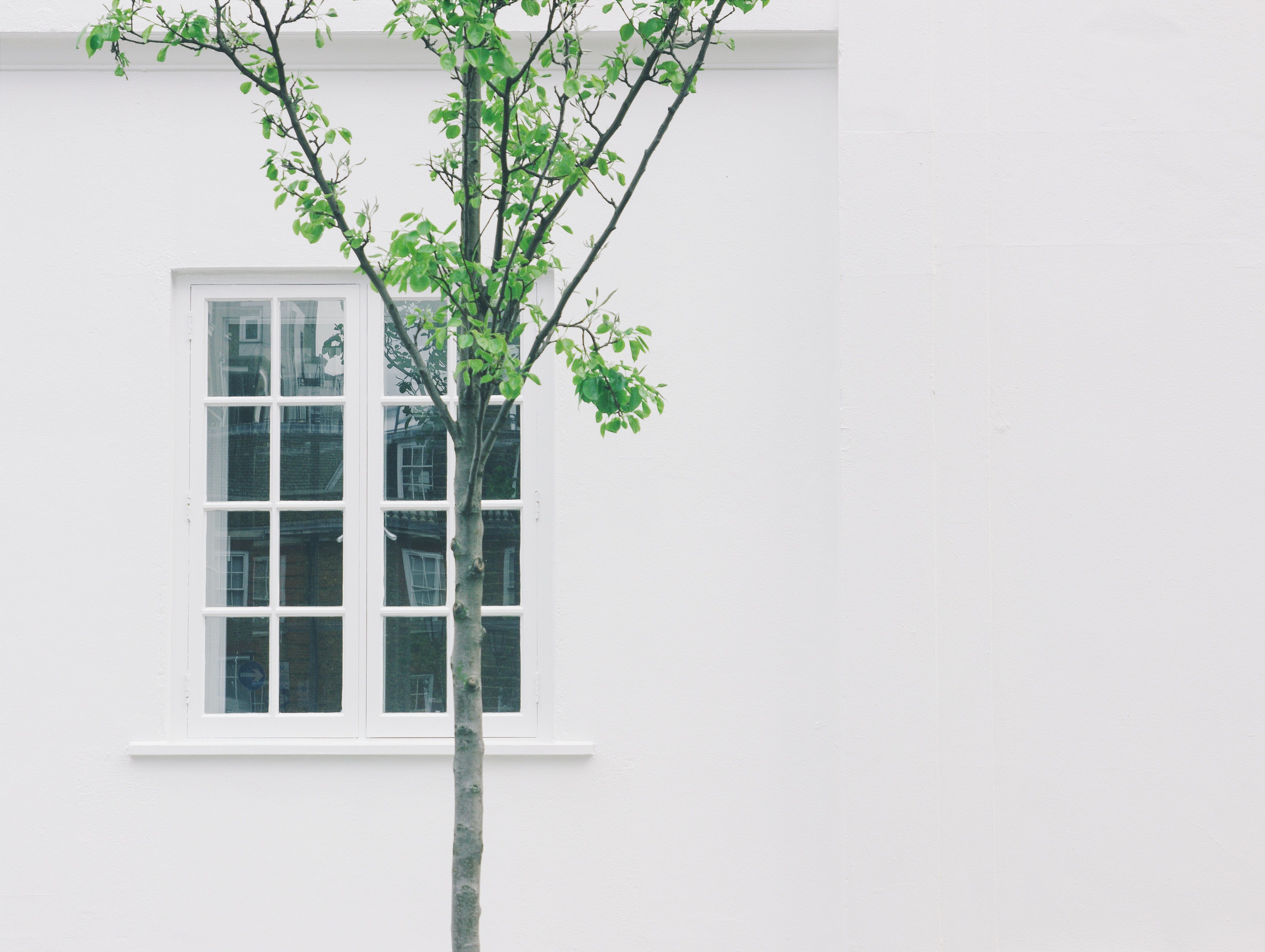 A tree with green leaves in front of a white building with a window. - Cozy, architecture