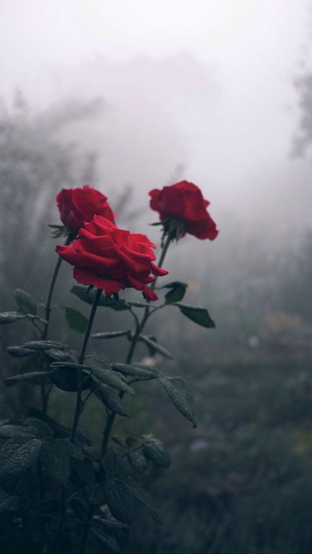 IPhone wallpaper of three red roses in the fog. - Roses, garden, fog