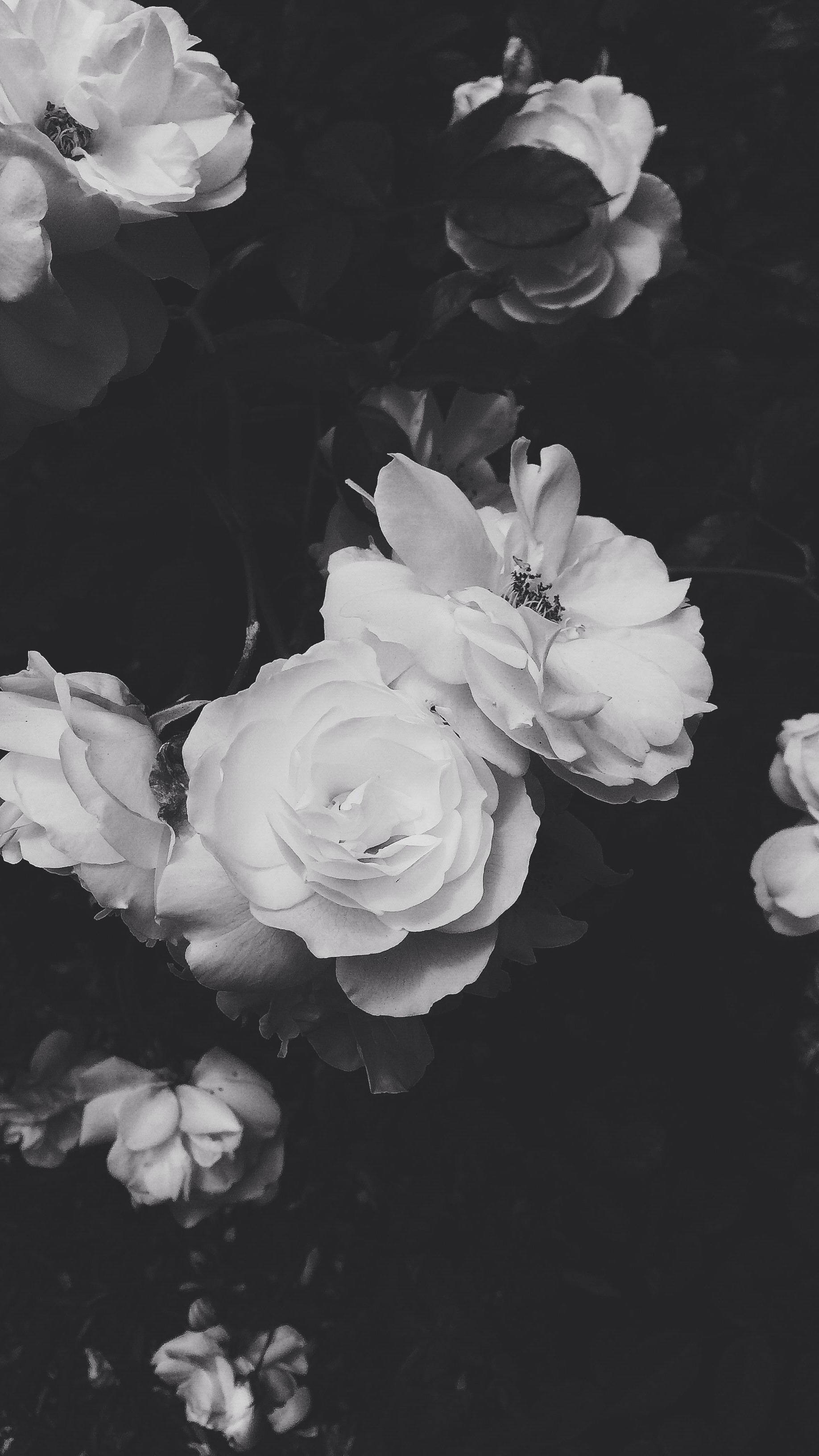A black and white photo of some flowers - Roses