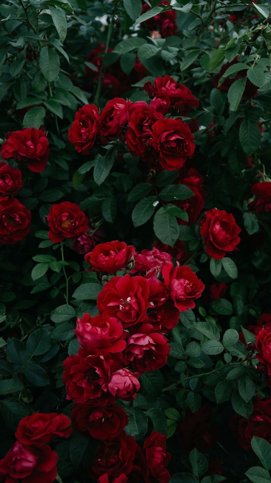 A close up of some red roses - Roses