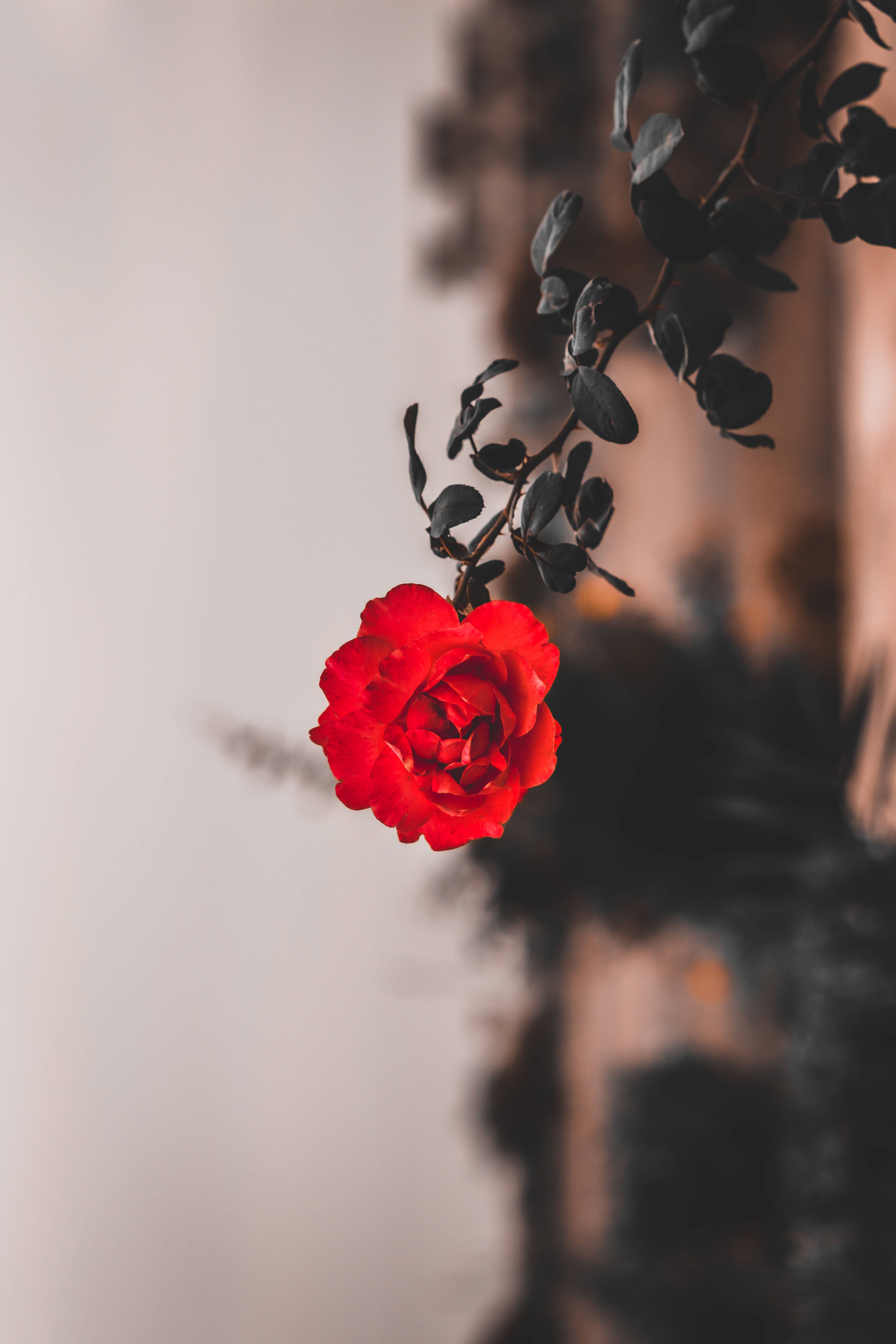 Download Aesthetic Fresh Red Rose iPhone Wallpaper