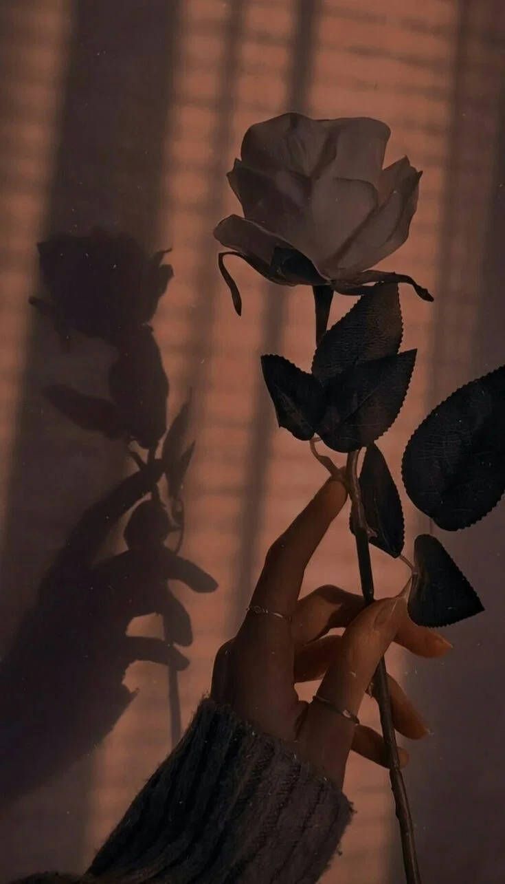 A person holding up some flowers in the shadows - Roses, shadow