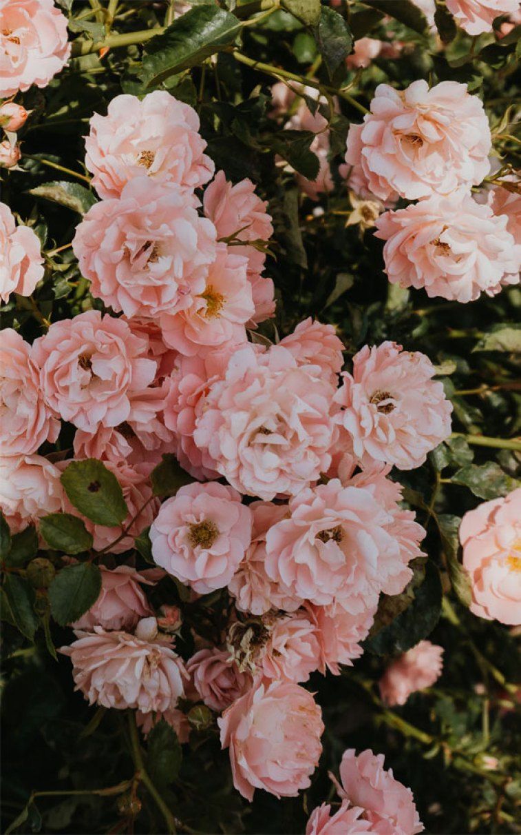 A close up of pink roses in full bloom - Roses