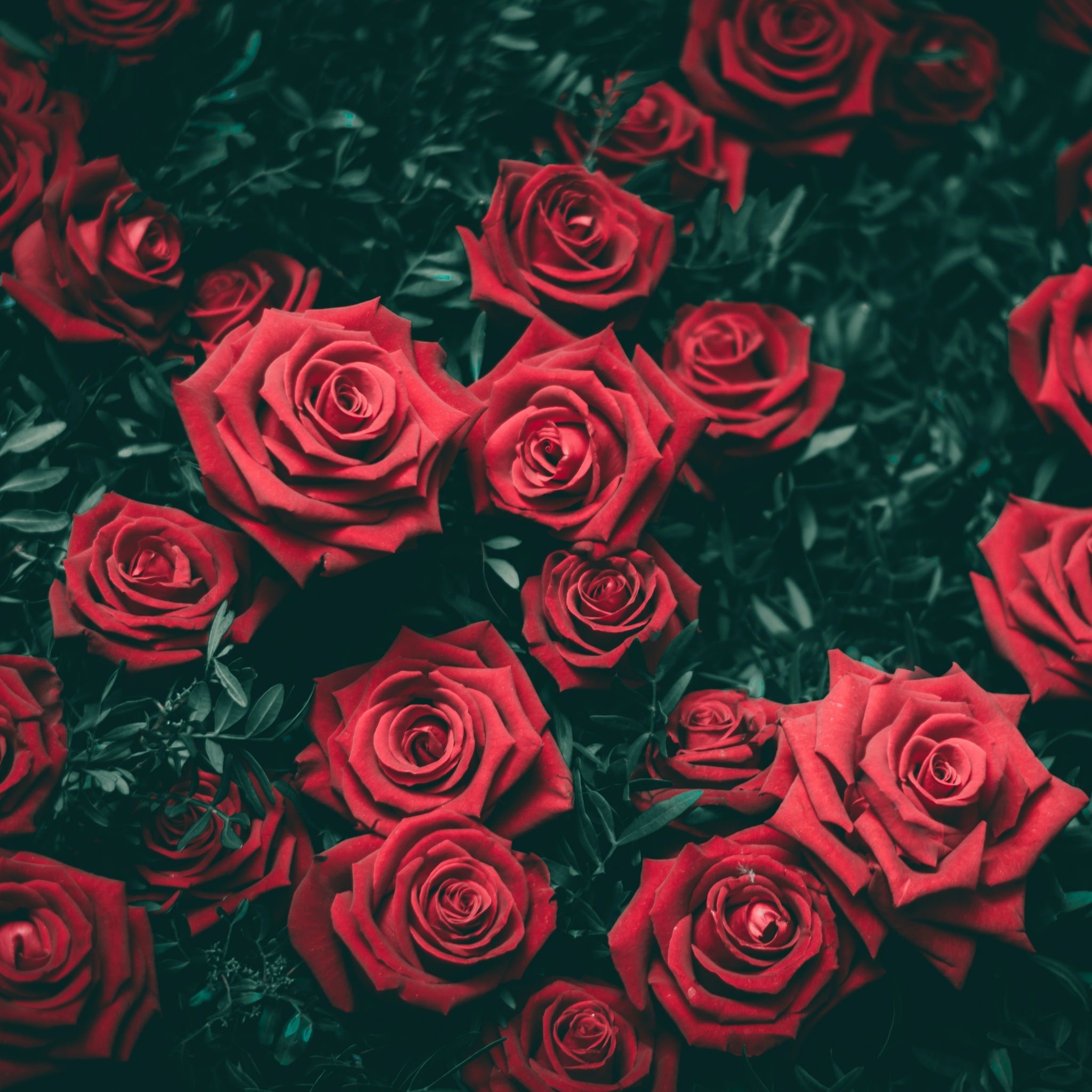 Red Roses Wallpaper 4K, Floral Background, Flowers