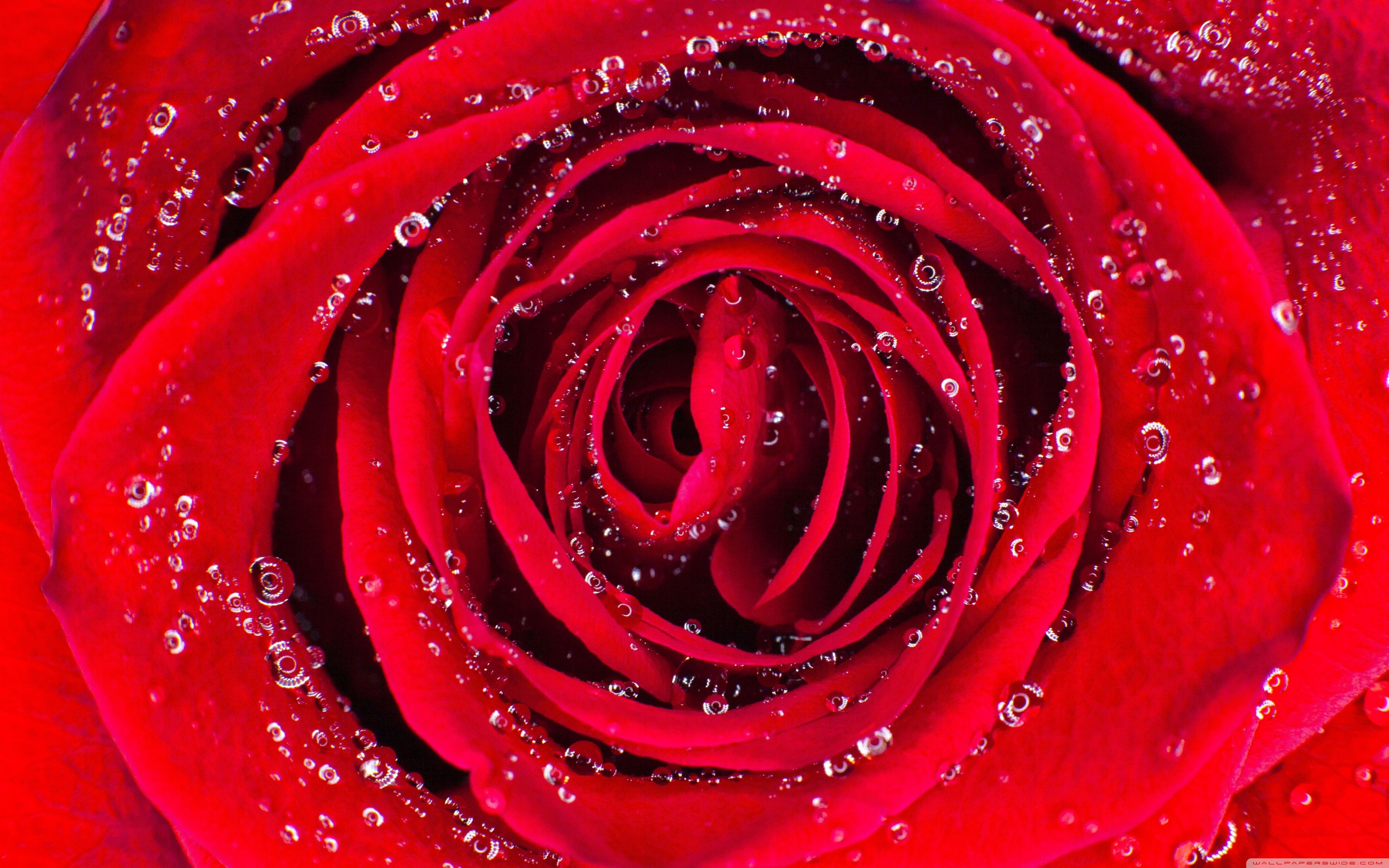 A close up of a red rose with water droplets on it - Roses