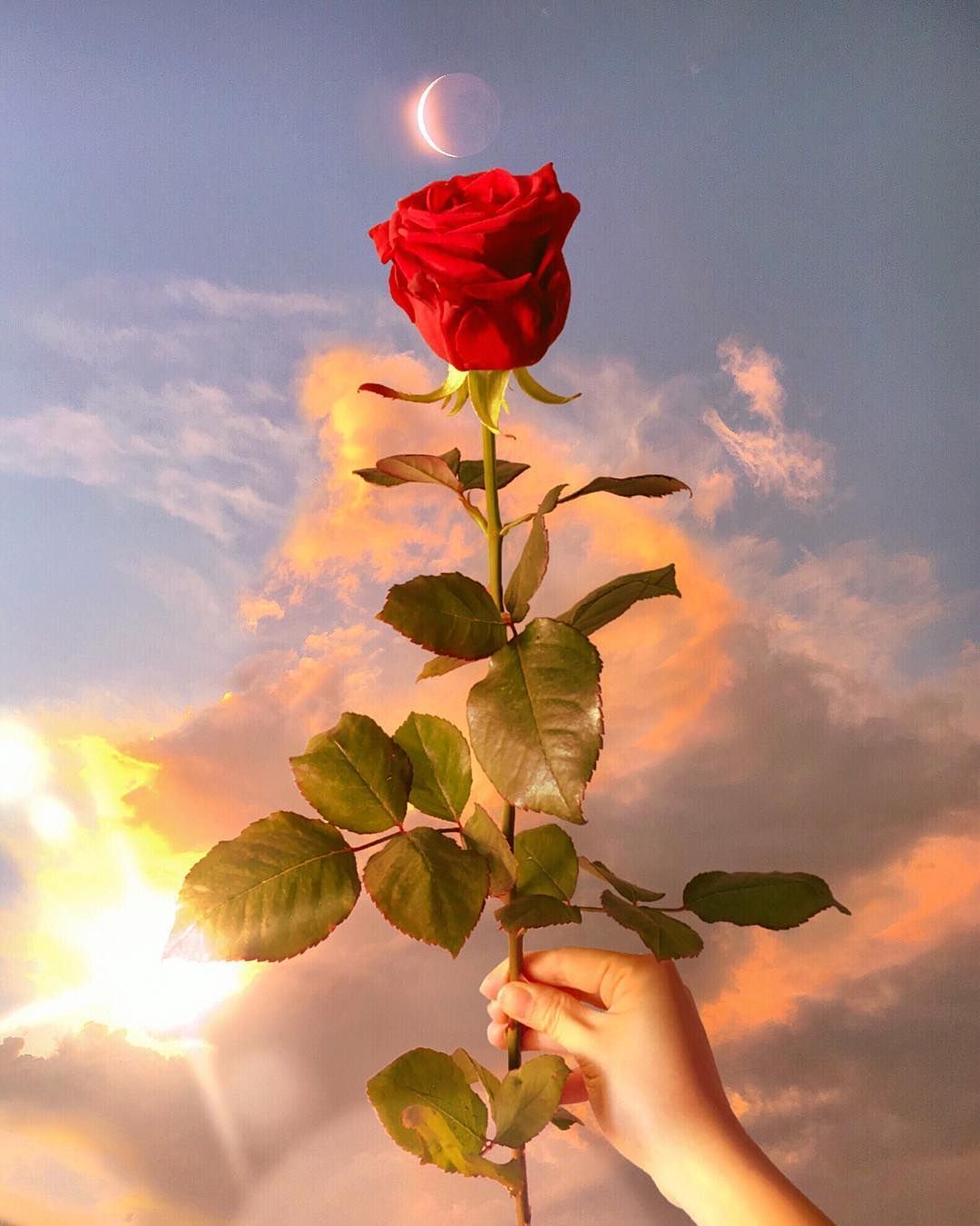 A hand holding a red rose with the sun and moon in the background - Roses