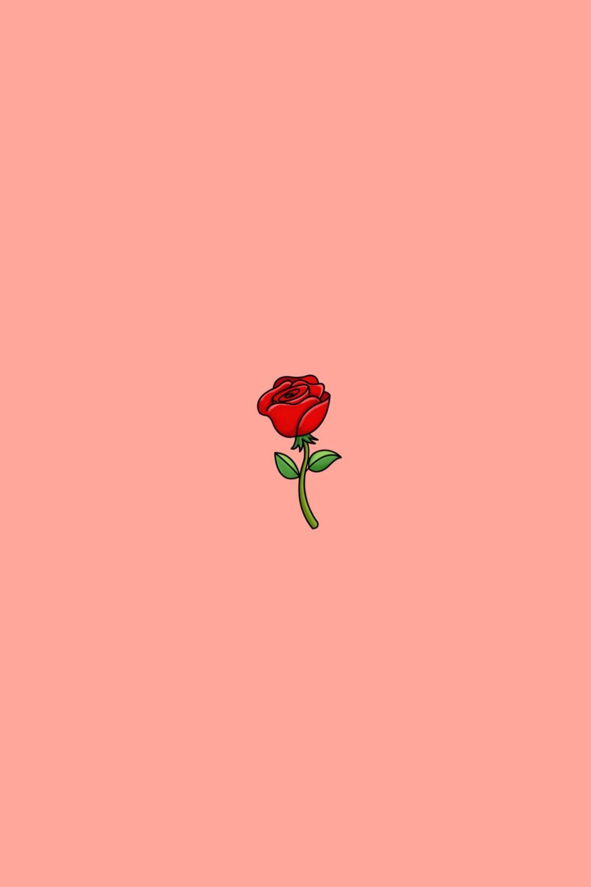 A red rose on pink background - Roses