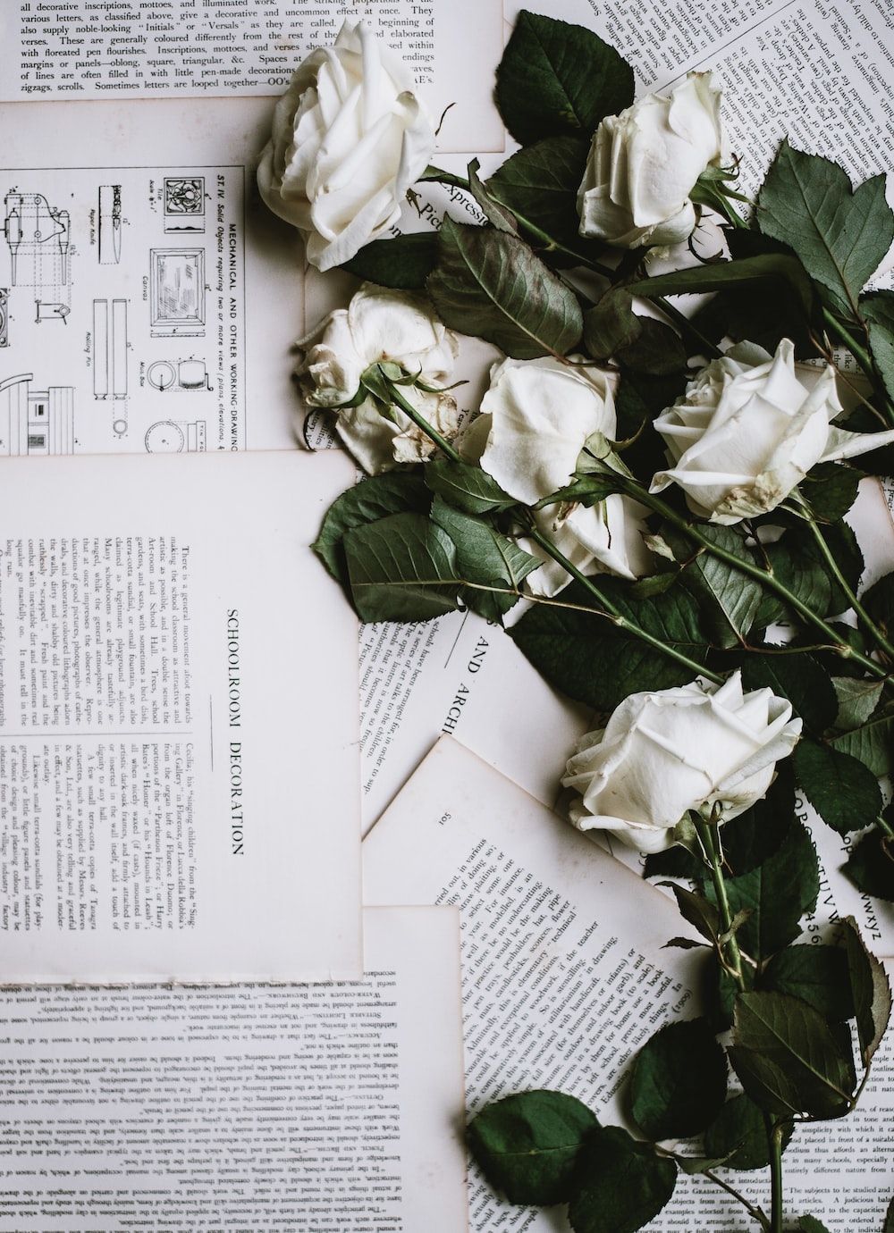 A bunch of white roses on top of an open book. - Roses