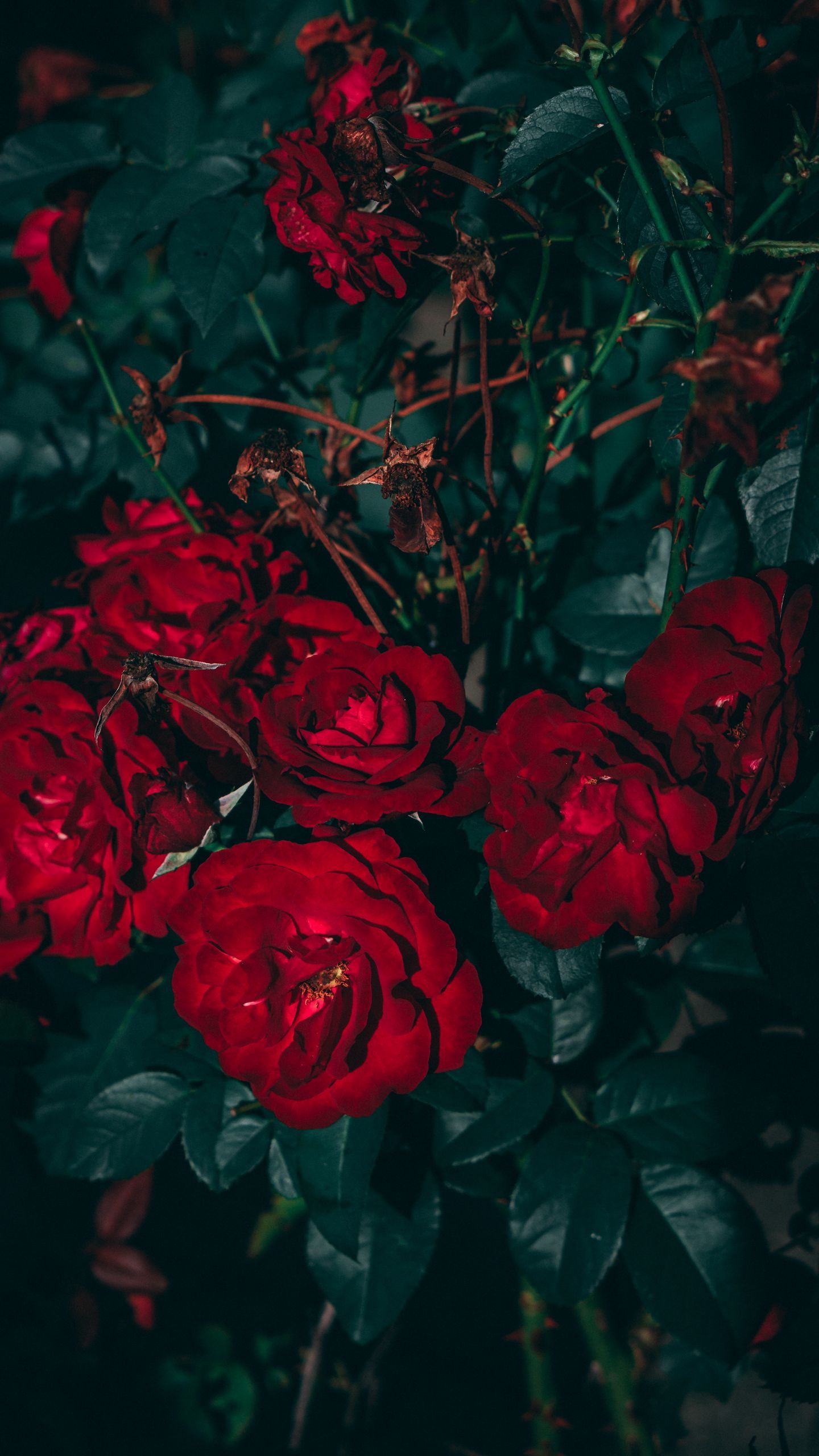 A bunch of red roses in the dark - Garden, roses