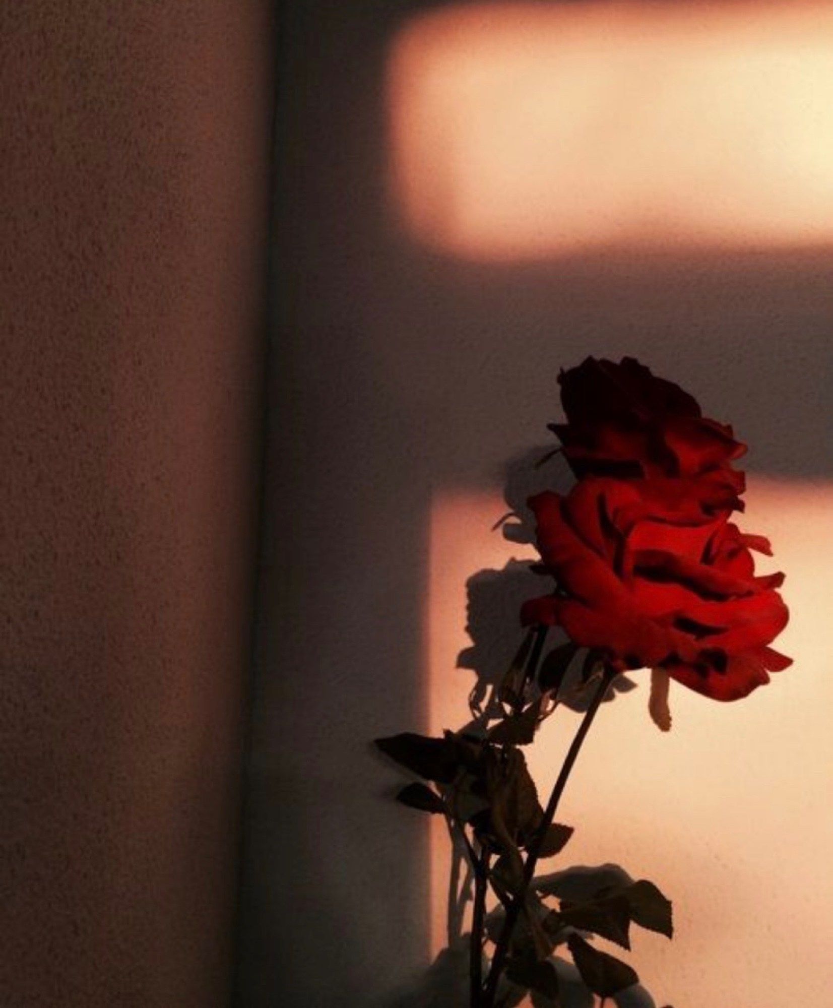A red rose leaning against a wall - Roses