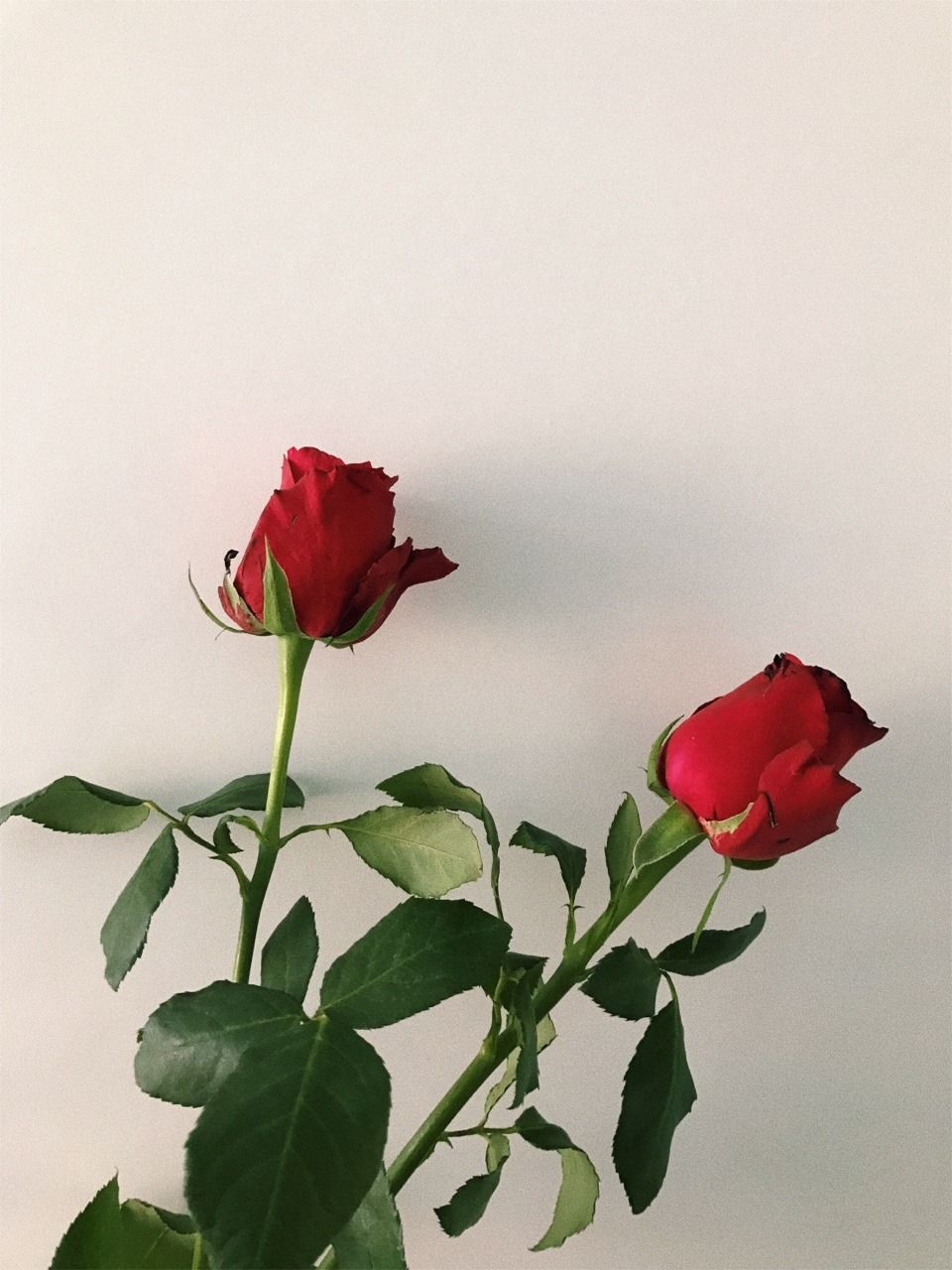 A vase with two red roses in it - Roses