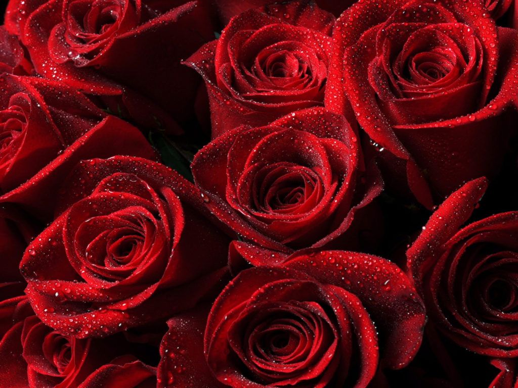 Flowers Beautiful Dark Red Roses With Drops Water Wallpaper Widescreen HD : Wallpaper13.com