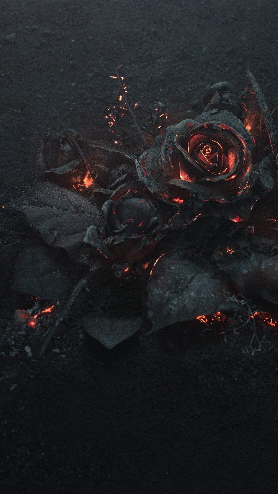 A rose on fire - Roses