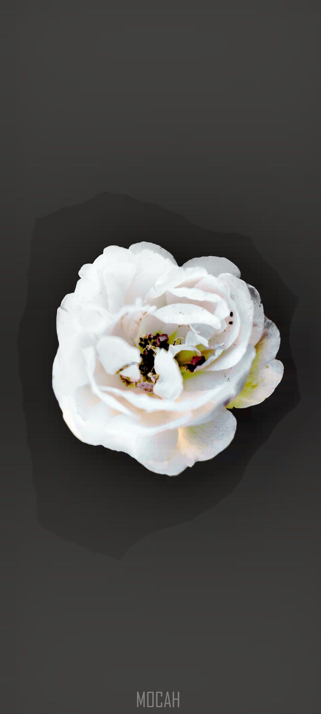 A white flower is sitting on top of the ground - Black rose, roses