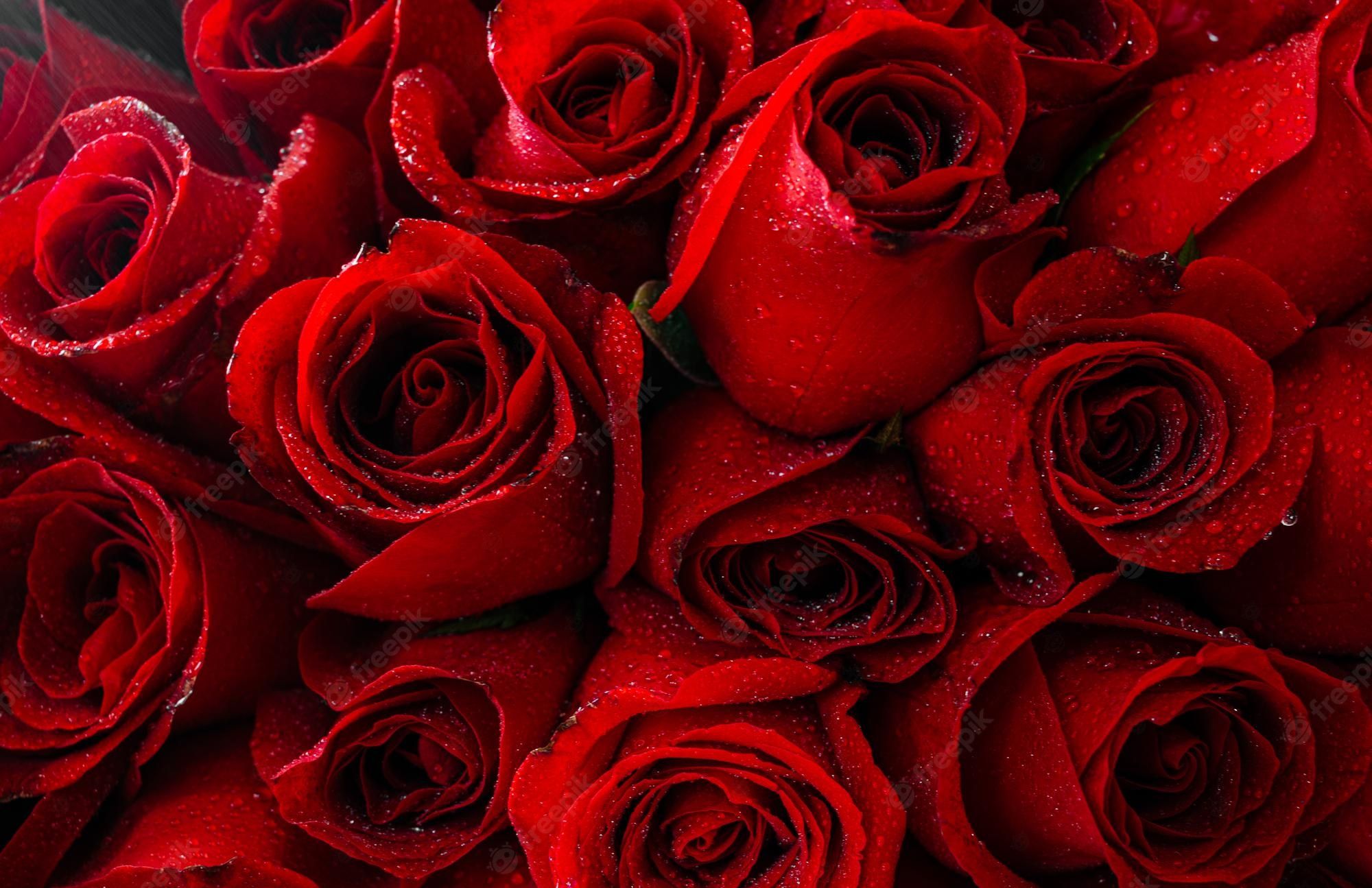 A bouquet of red roses with water droplets on them - Roses