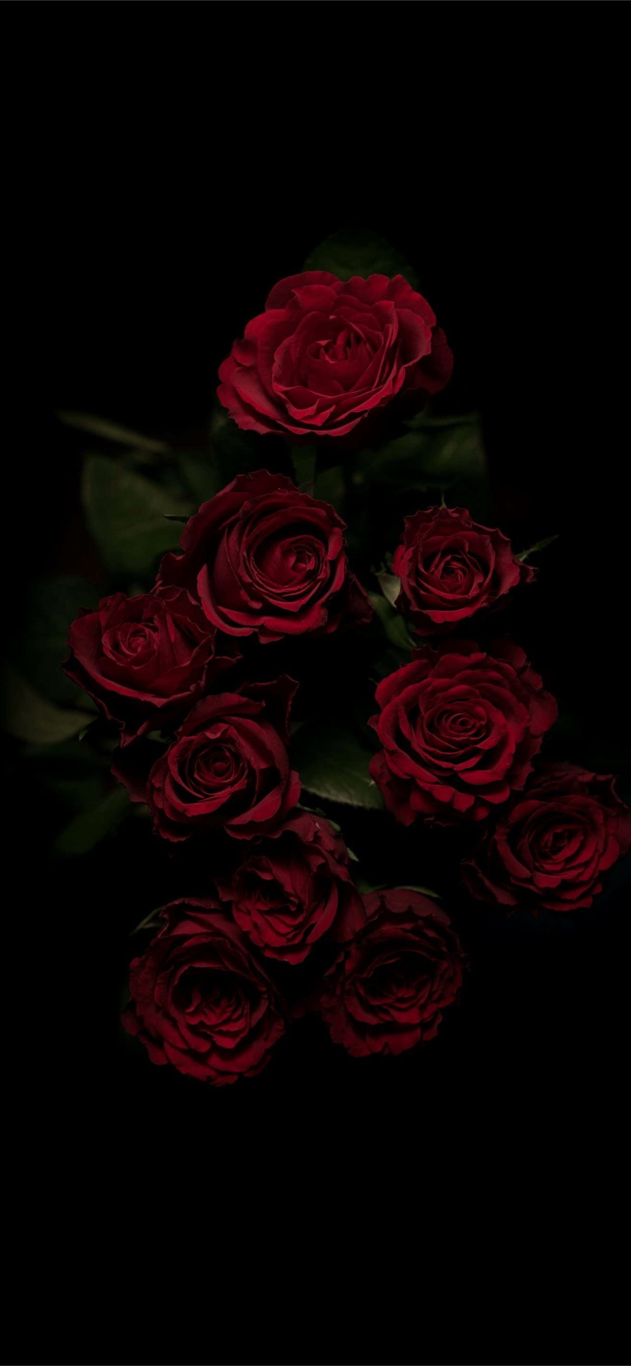 roses iPhone Wallpaper Free Download