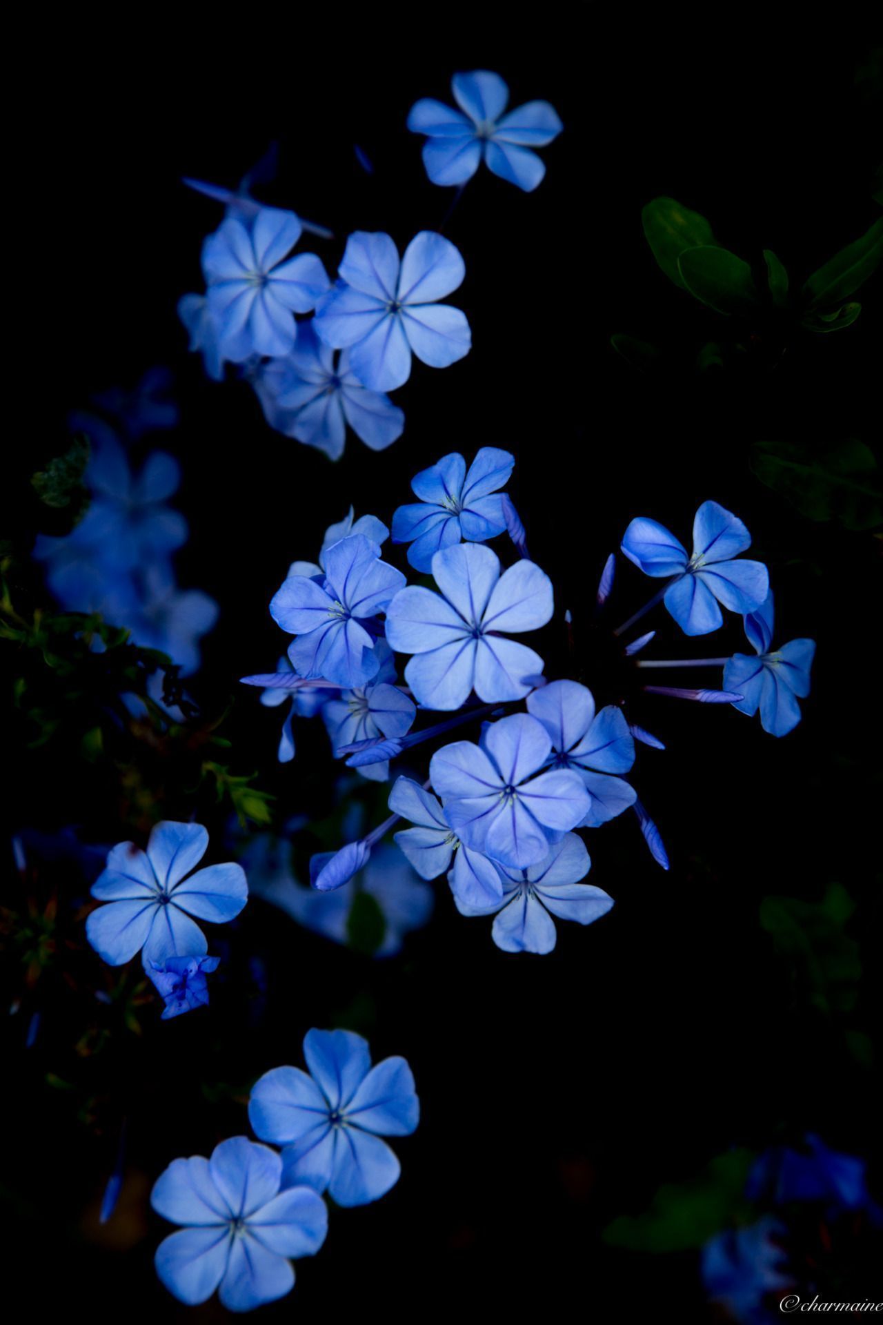 Blue flowers on a black background - Dark blue