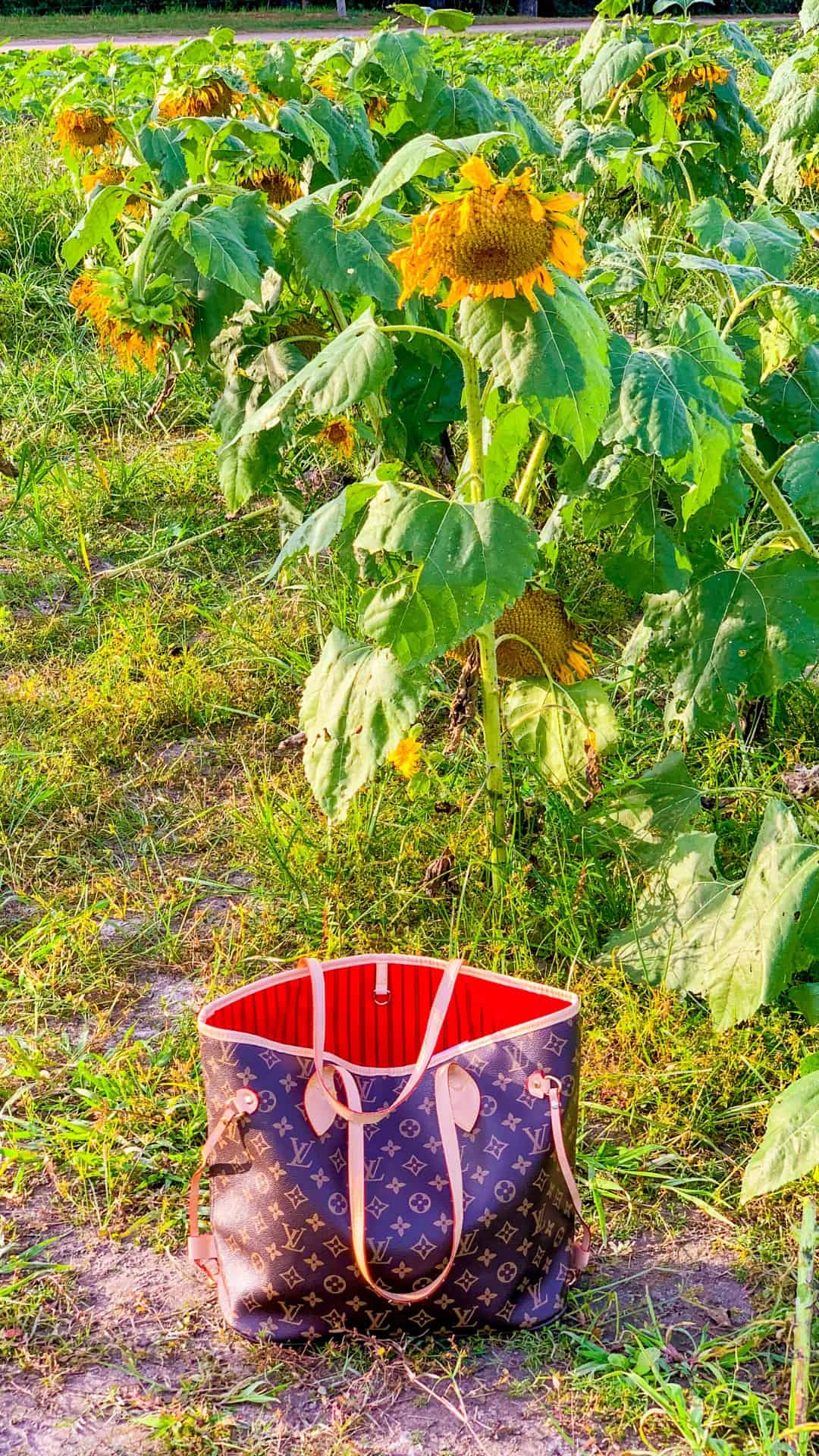 A brown and tan Louis Vuitton bag sitting in front of a sunflower - Garden