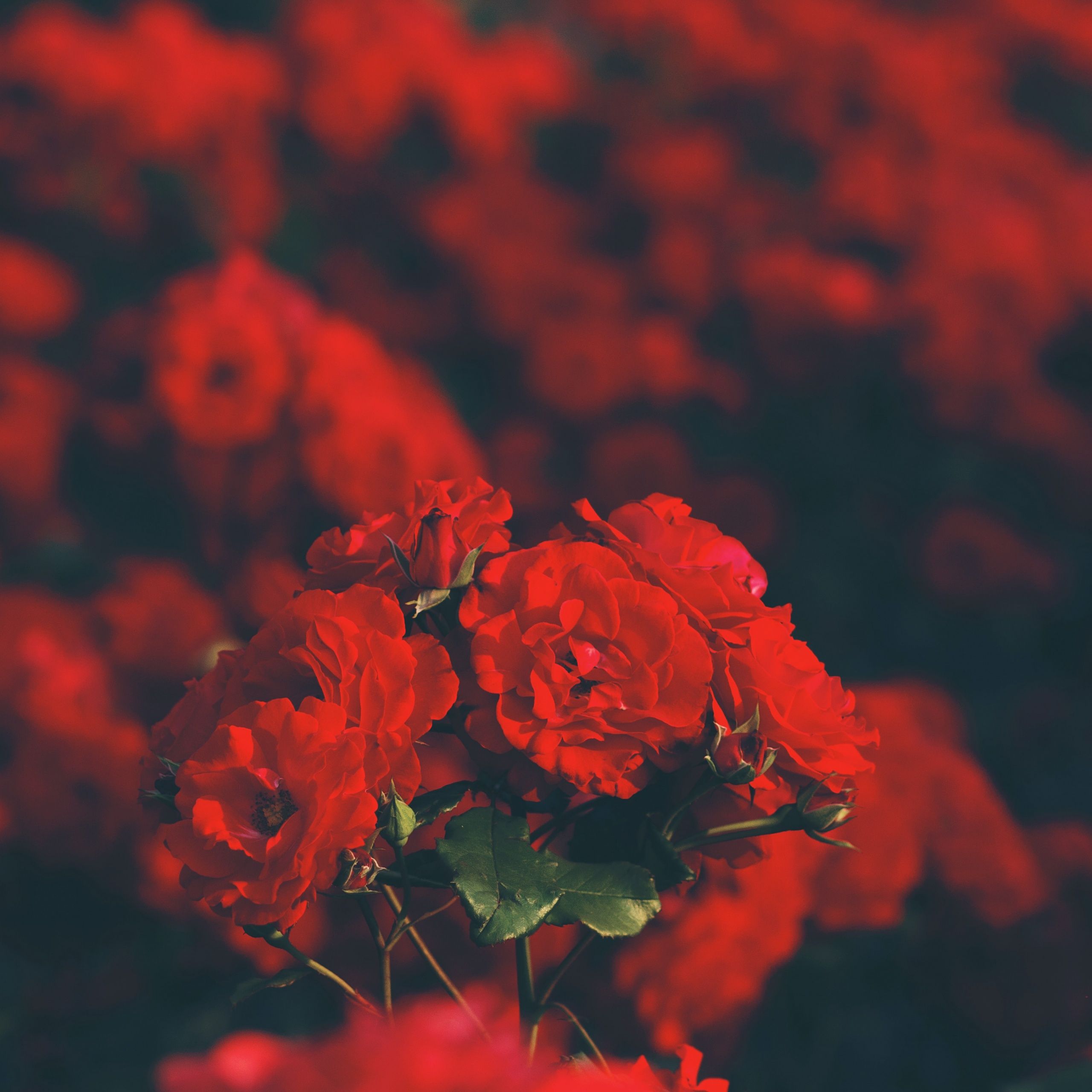 Red flowers Wallpaper 4K, Floral, Blur background