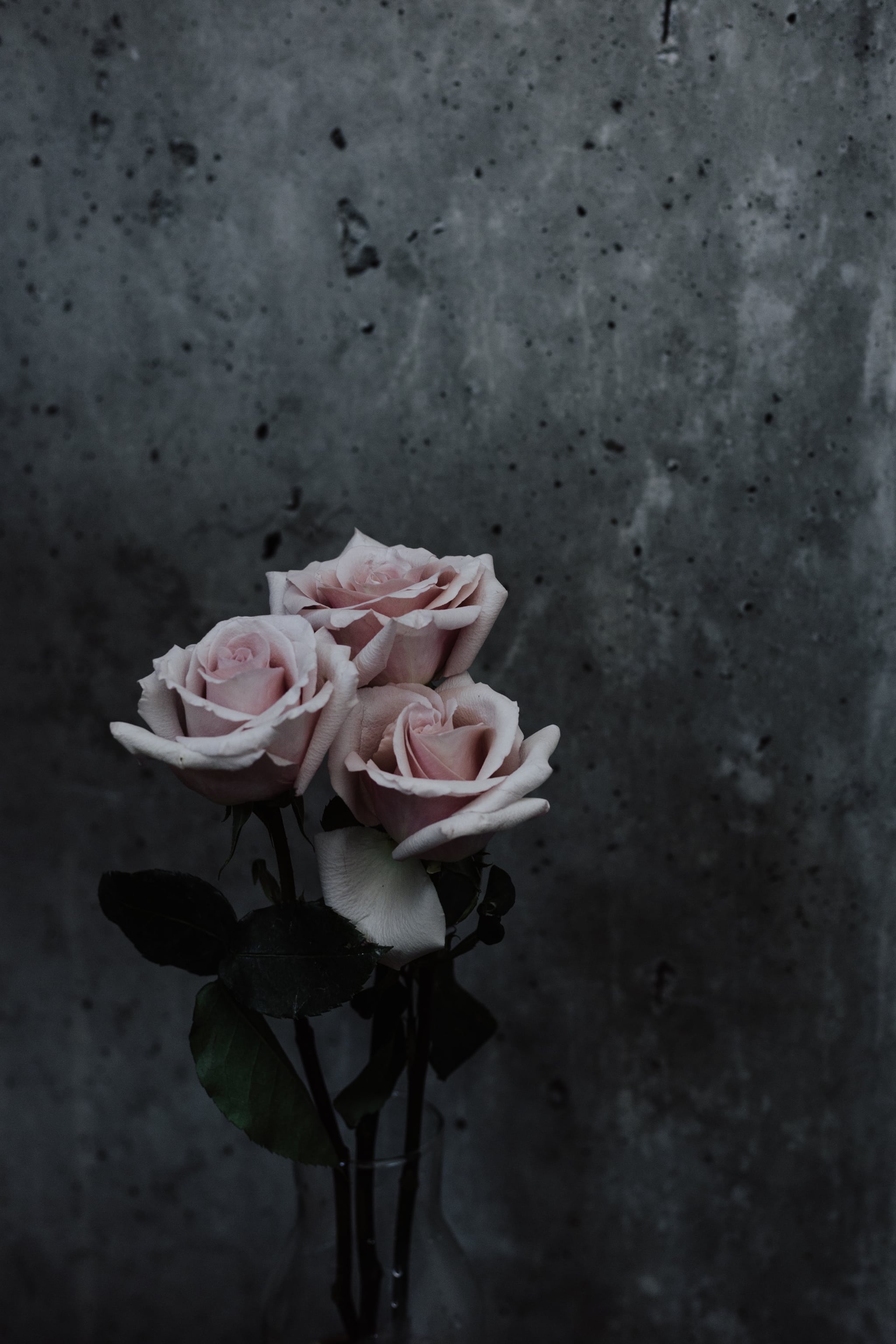 A vase of pink roses against a concrete wall - Roses, gray