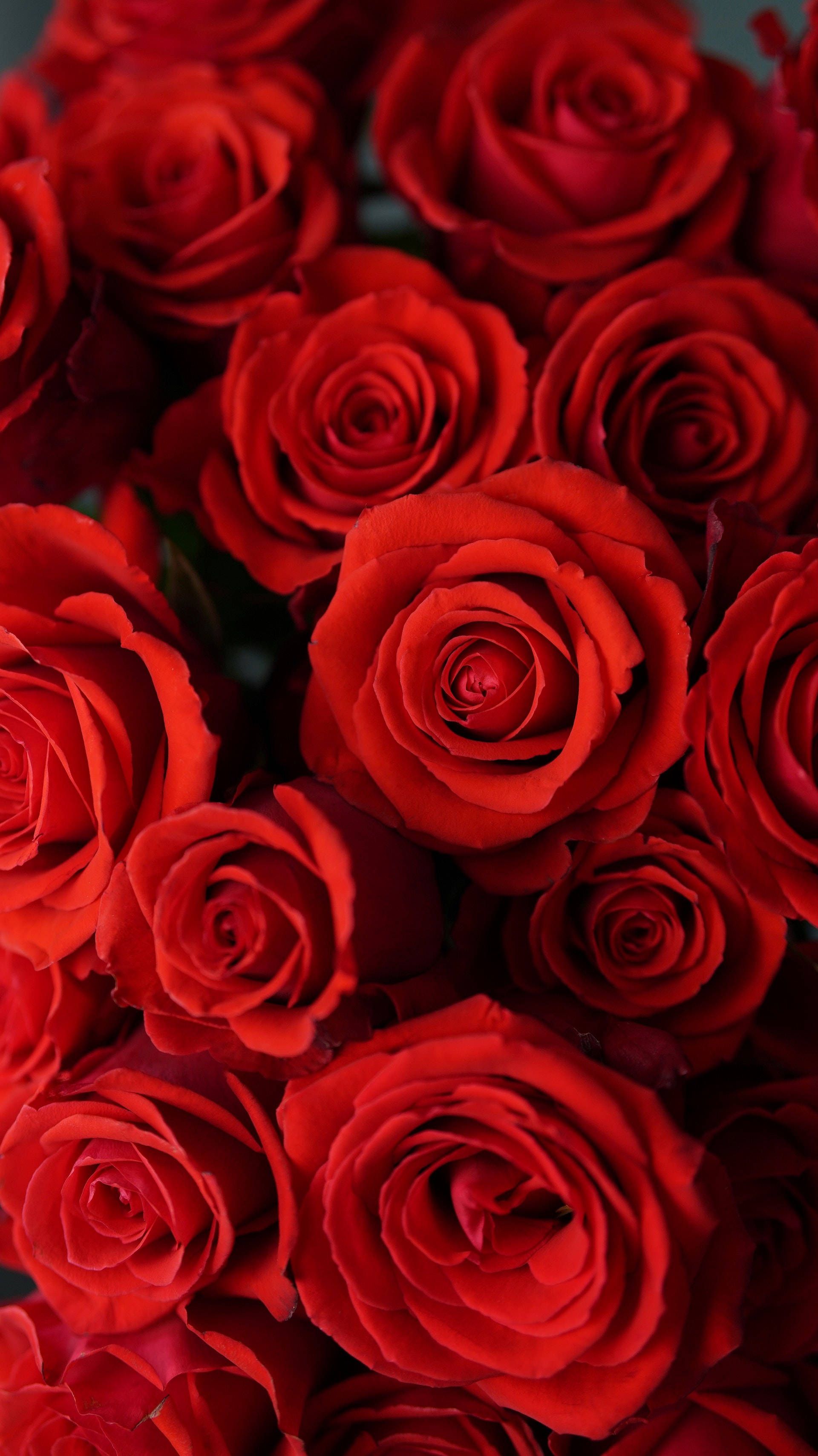 Download Close Up Red Rose Aesthetic Wallpaper