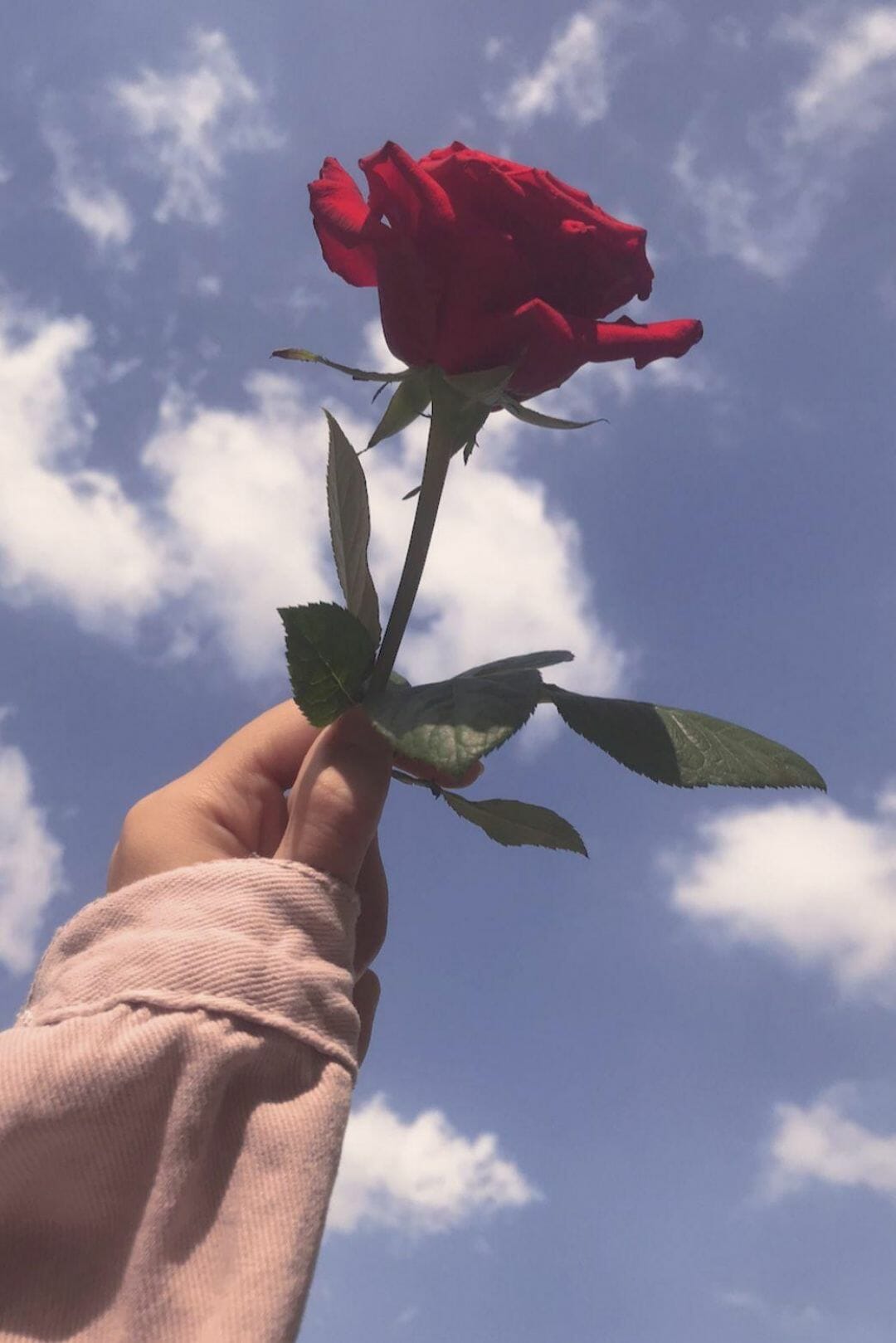 A person holding a red rose in front of a blue sky - Roses