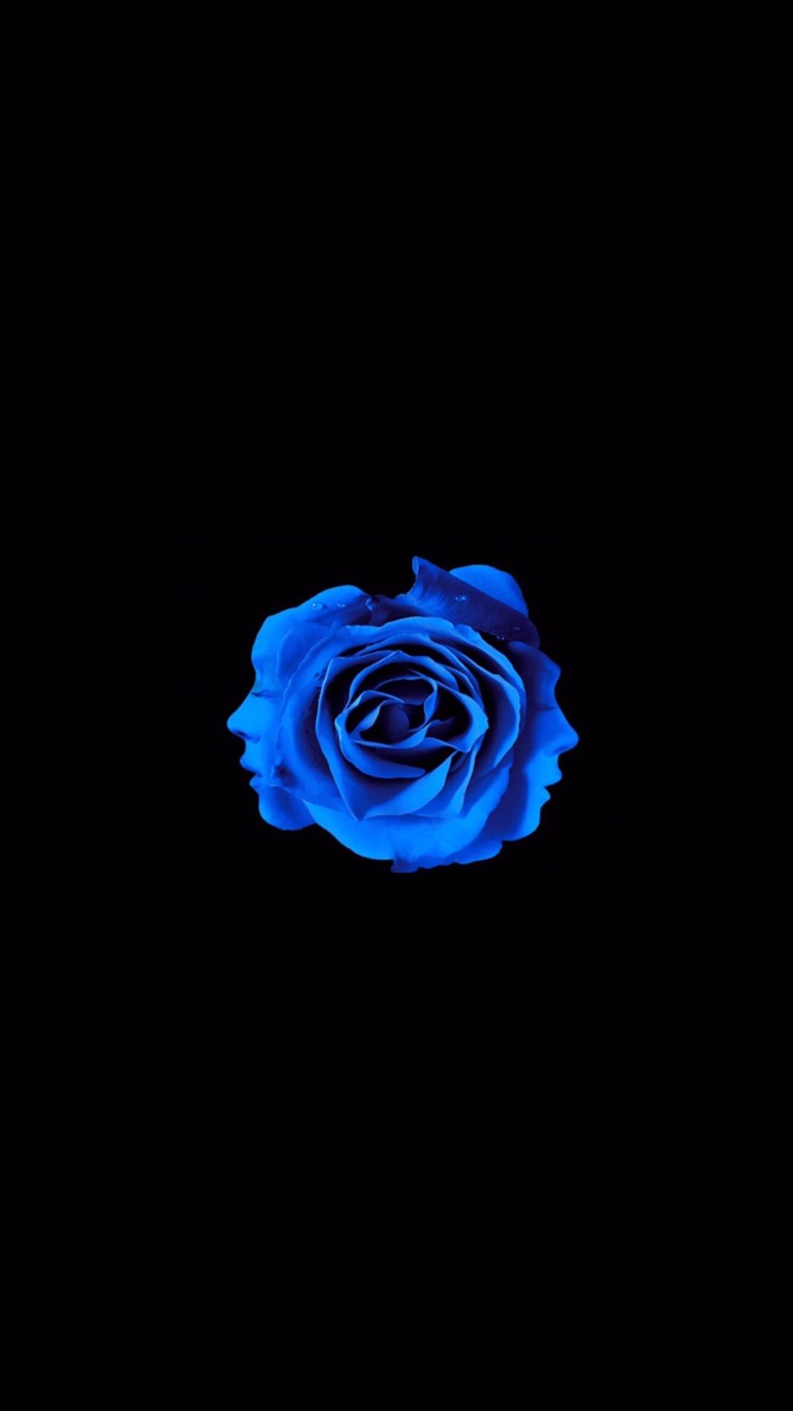 A blue rose on black background - Roses