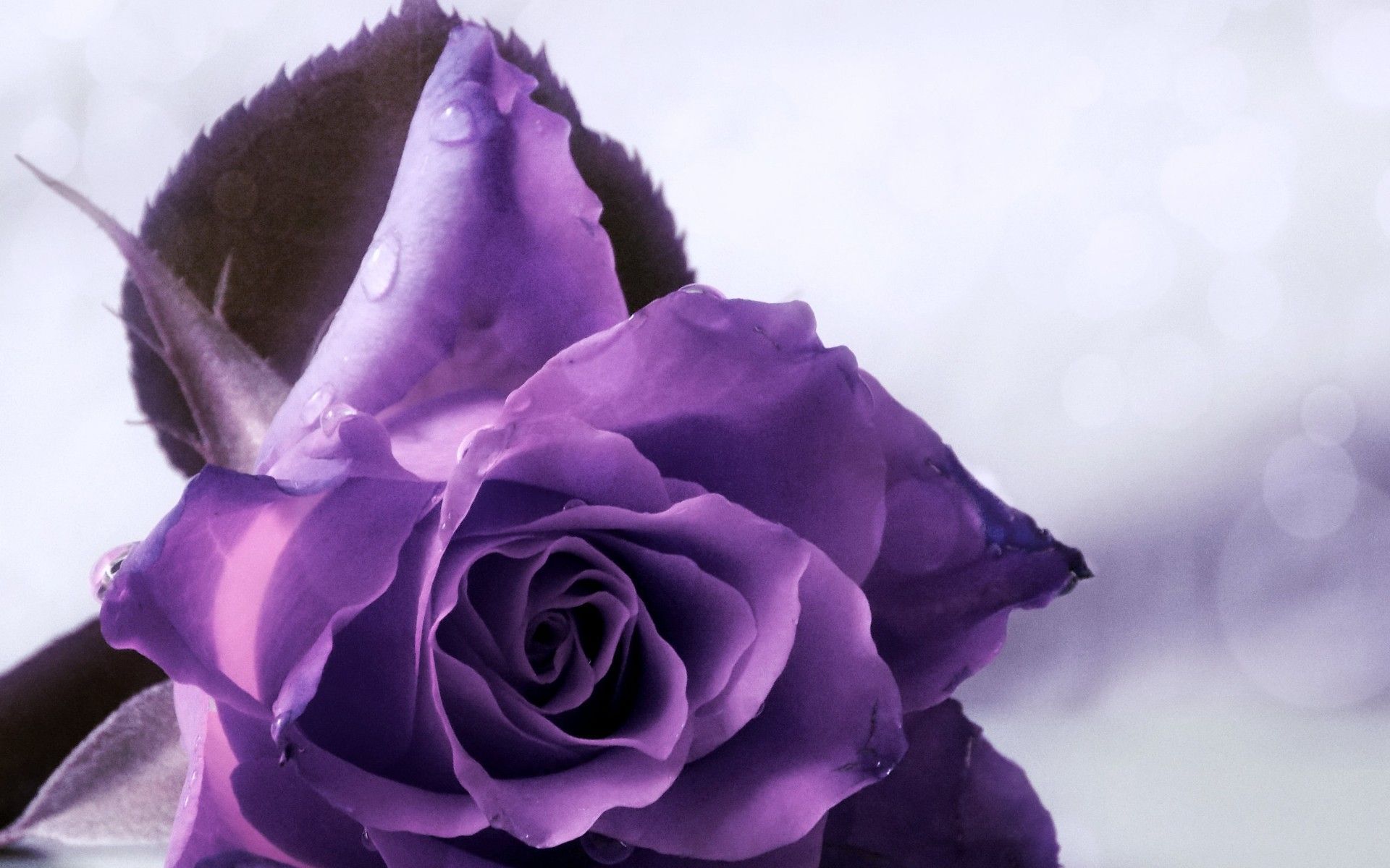 A purple rose with a white background - Roses