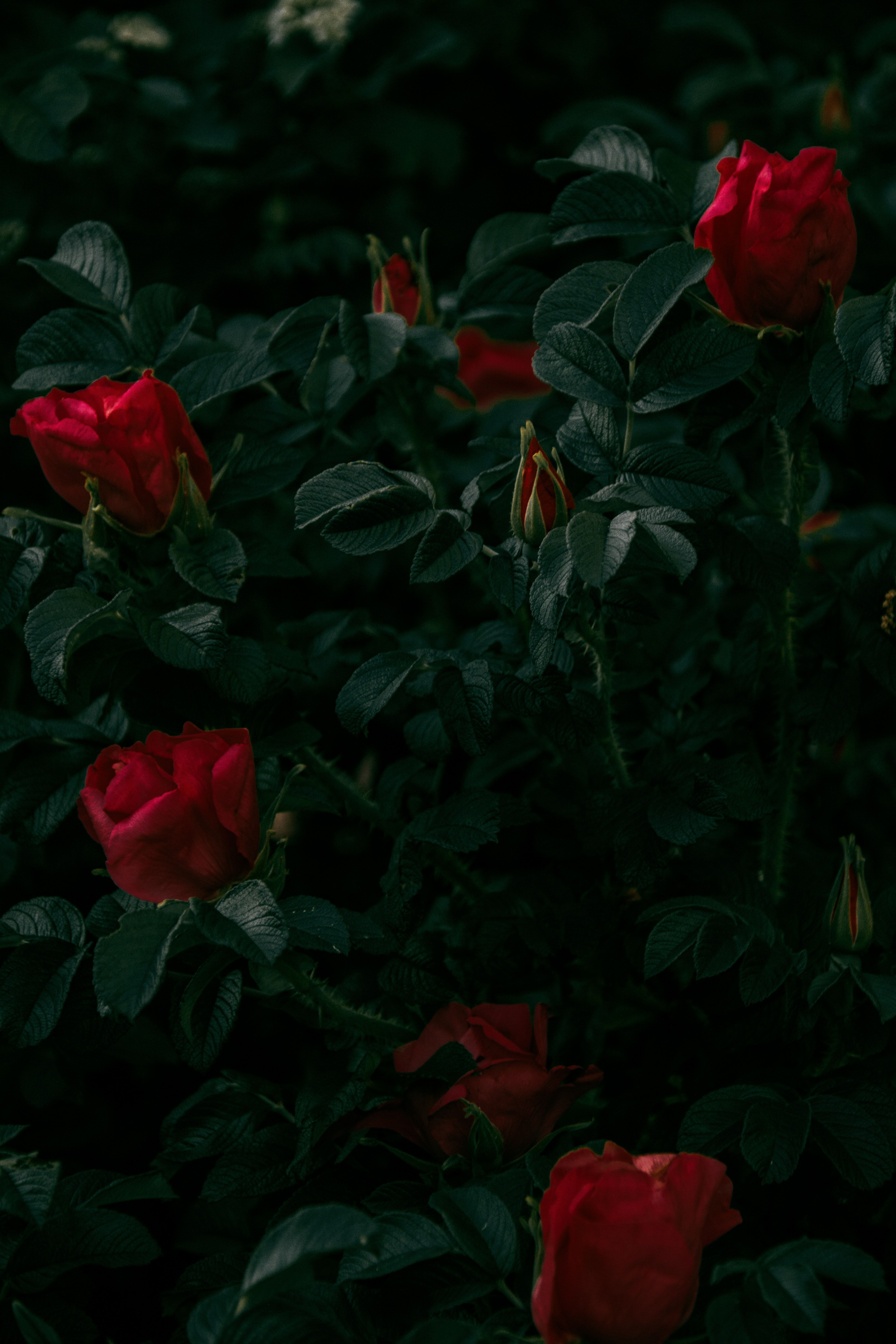 A close up of some red roses - Roses, garden, black rose
