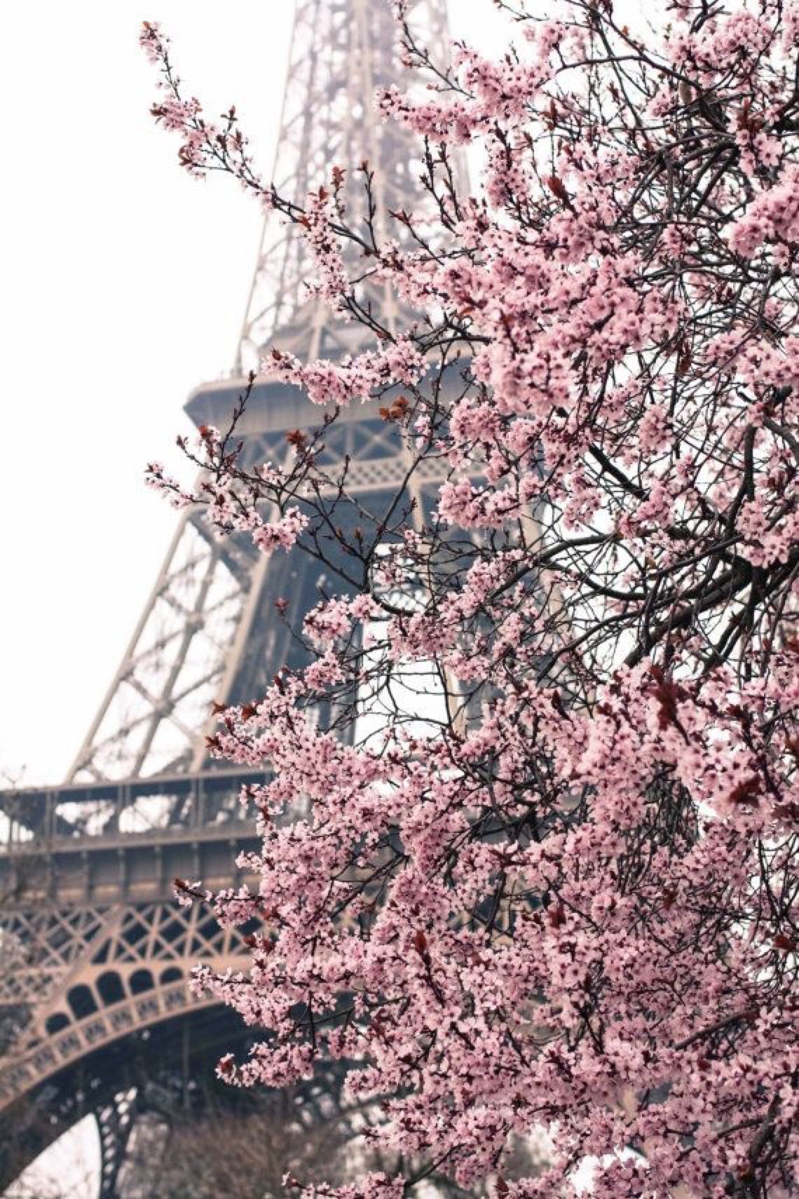 The Eiffel Tower with pink cherry blossoms in the foreground - Paris, Eiffel Tower