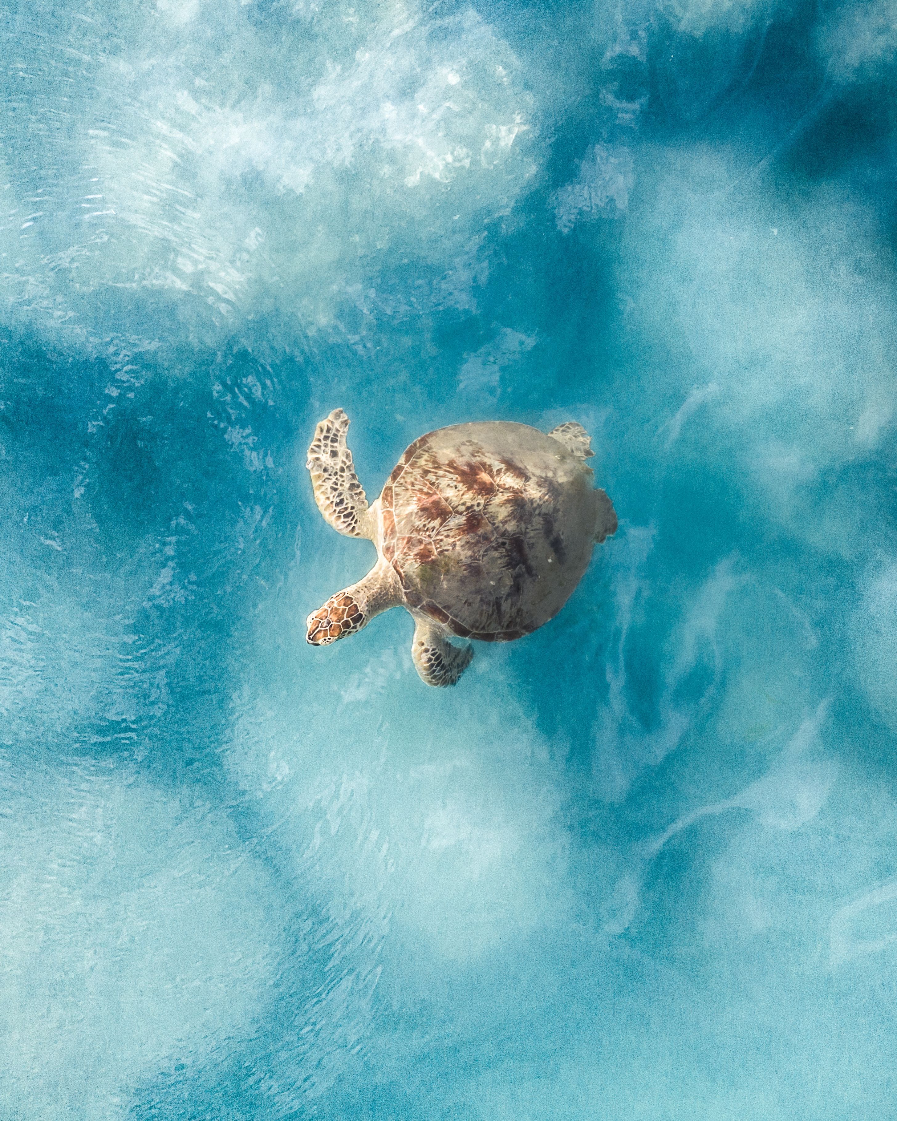 Tropical turtle. Instagram aesthetic, Beautiful locations, Cute turtles