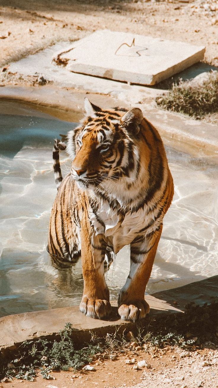 A tiger walking out of the water - Tiger