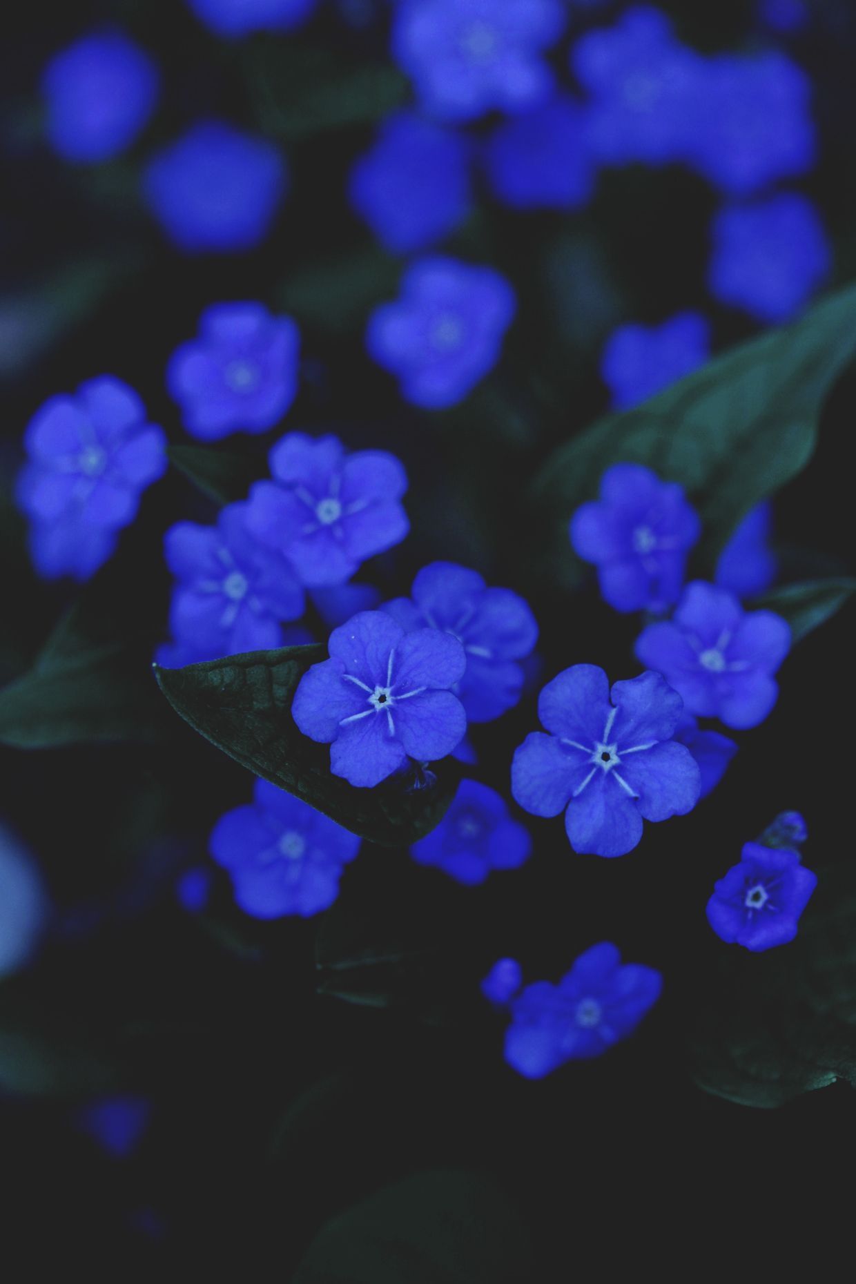 A close up of some blue flowers - Dark blue, navy blue