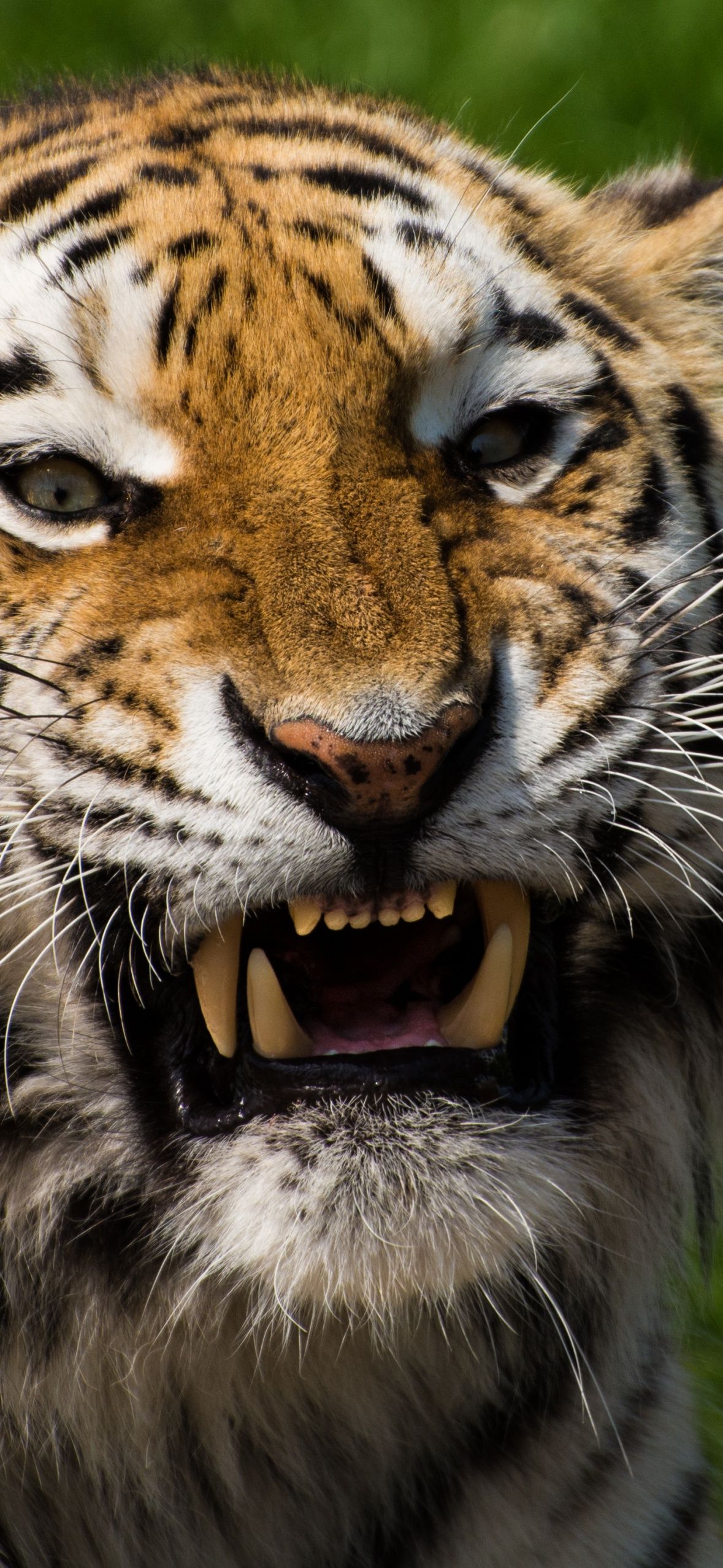 A tiger with its mouth open and teeth showing - Tiger