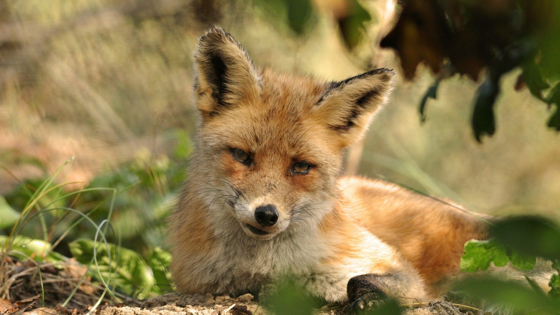 A red fox laying in the grass. - Fox